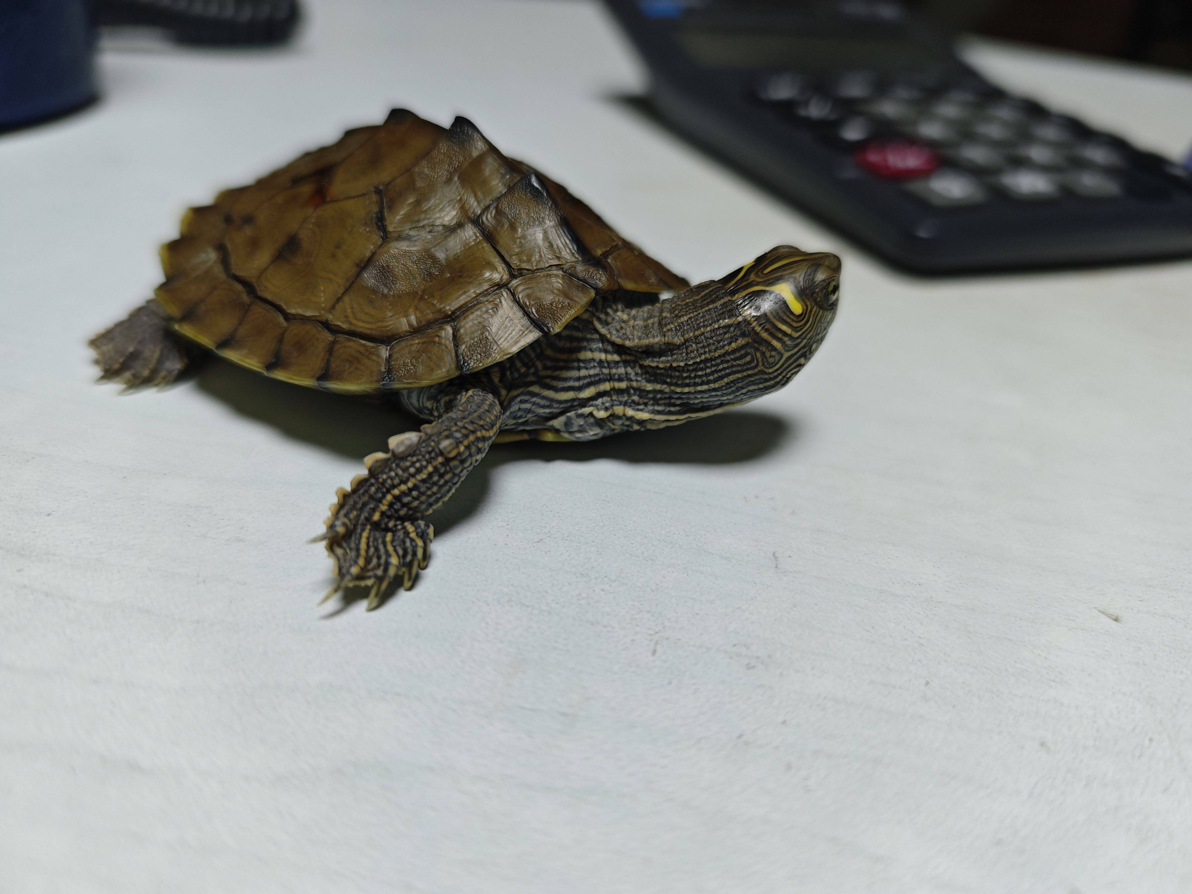 逆流の魚