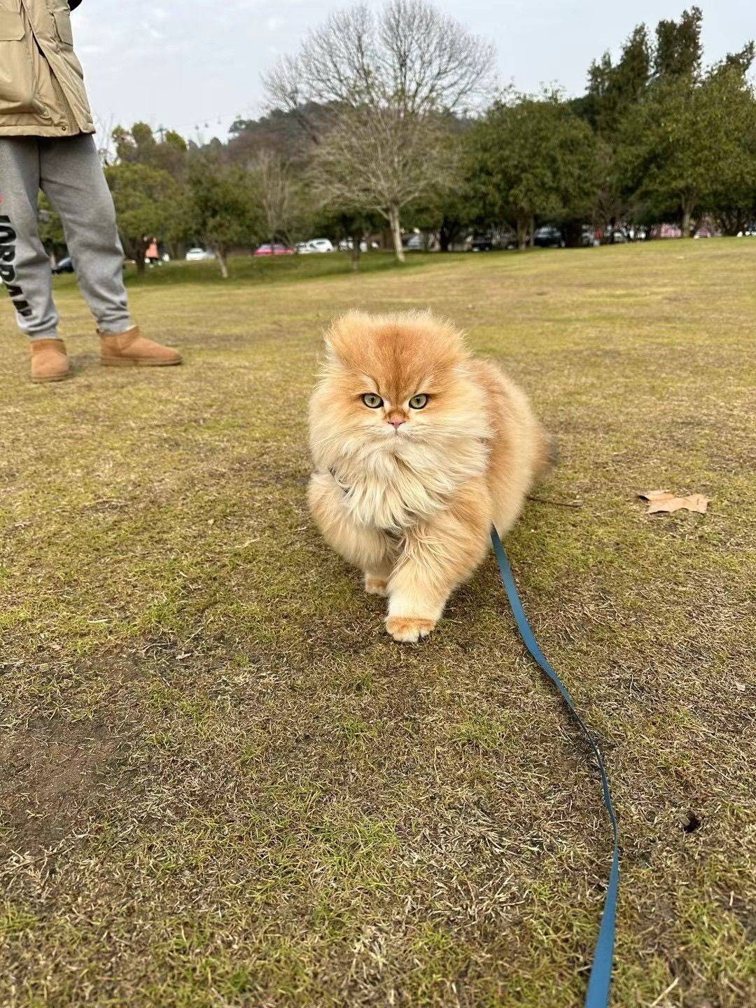 故事的小黄花