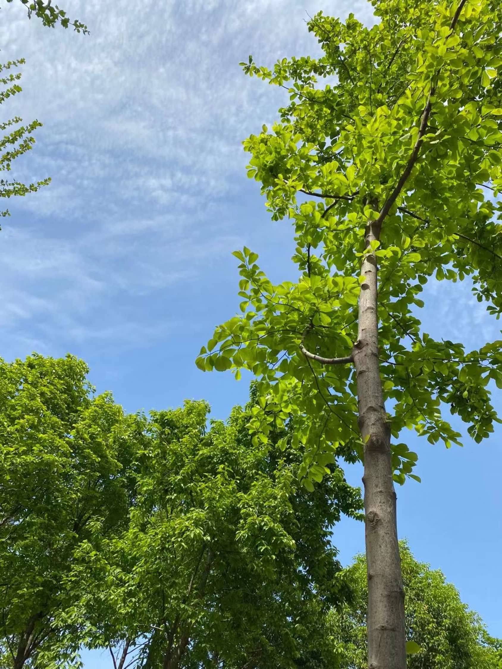 sycamore