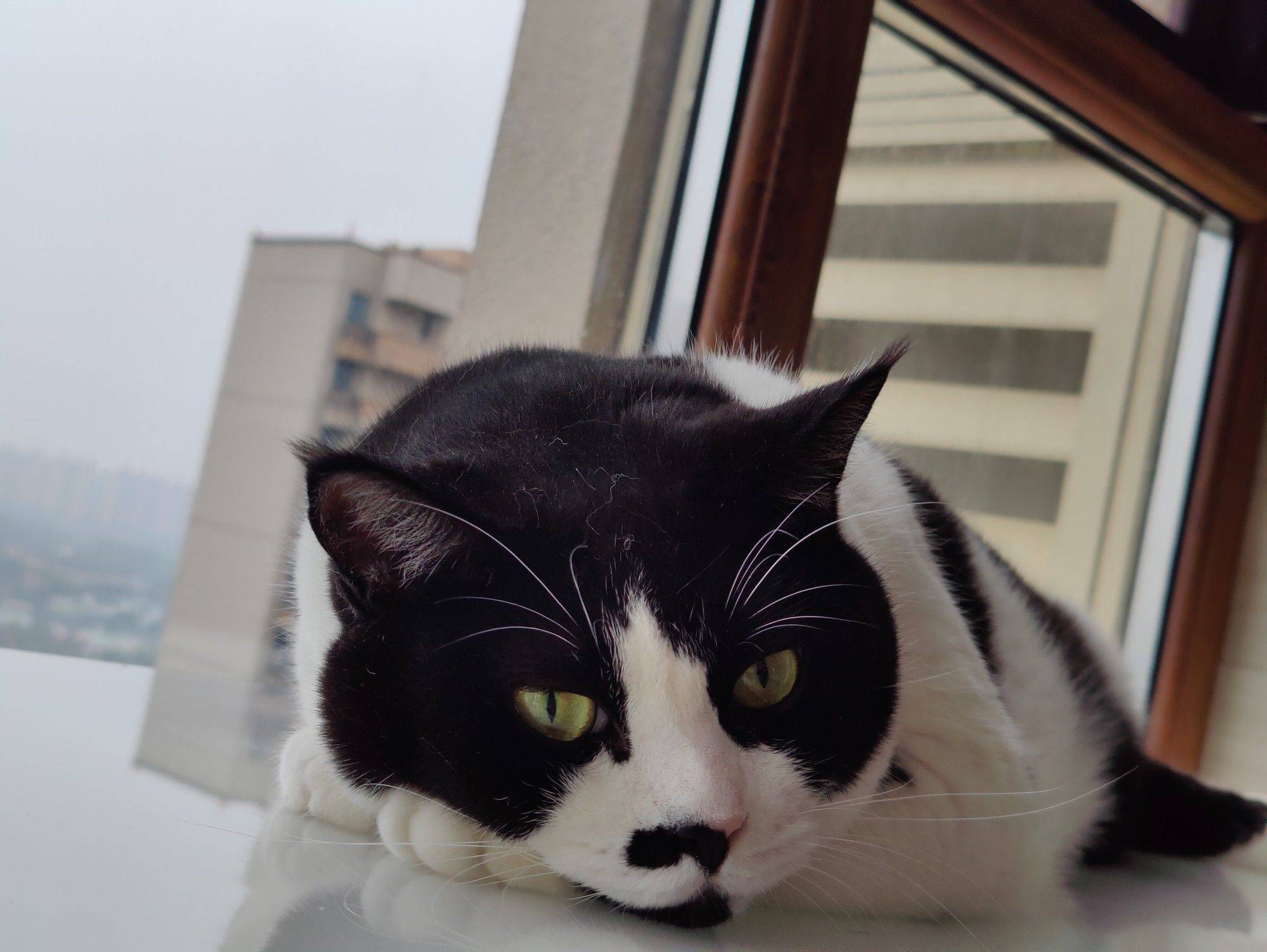 小黑猫