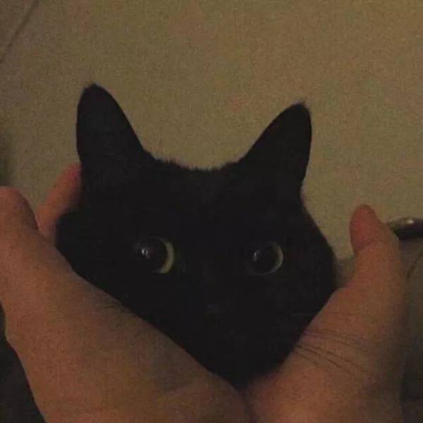 吸墨菌