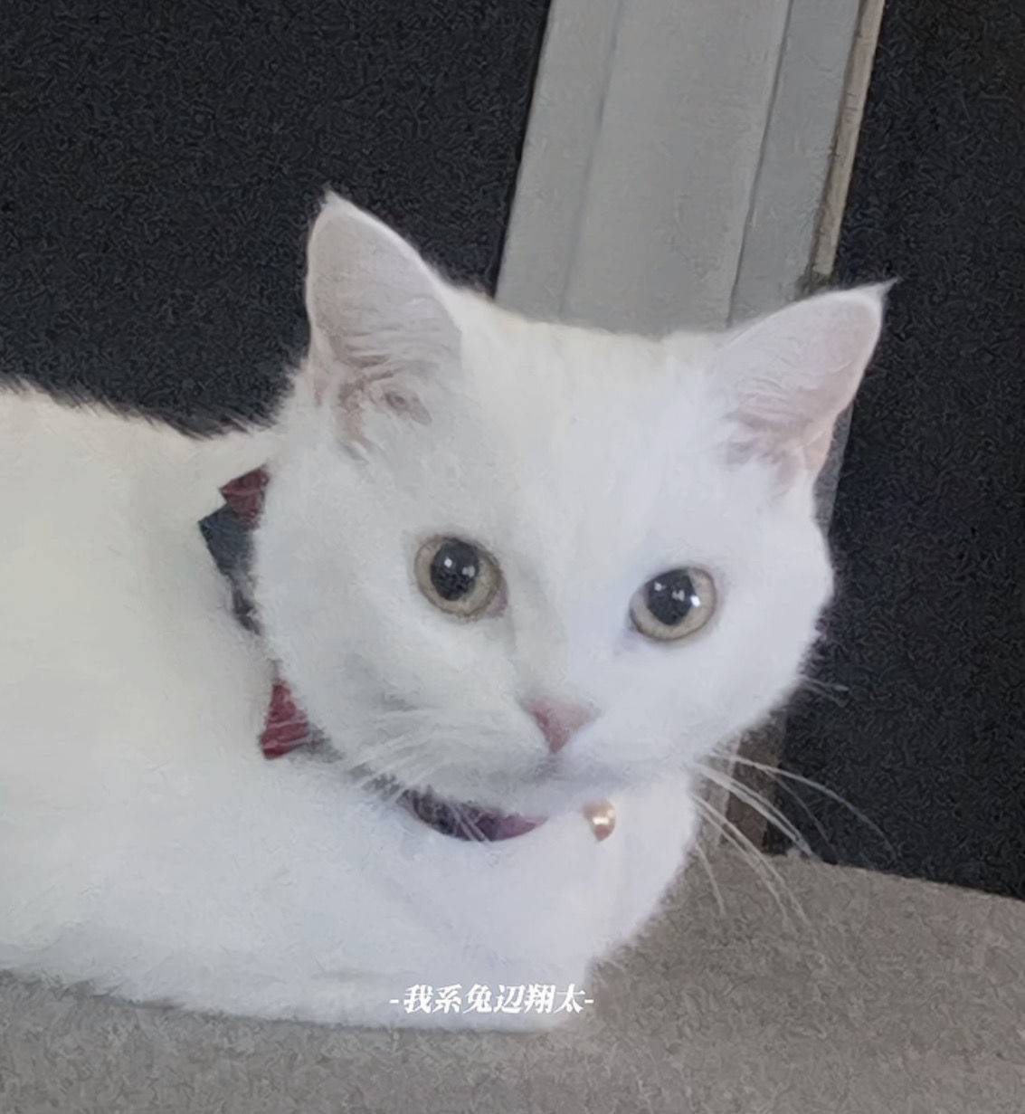 在沪社畜一枚