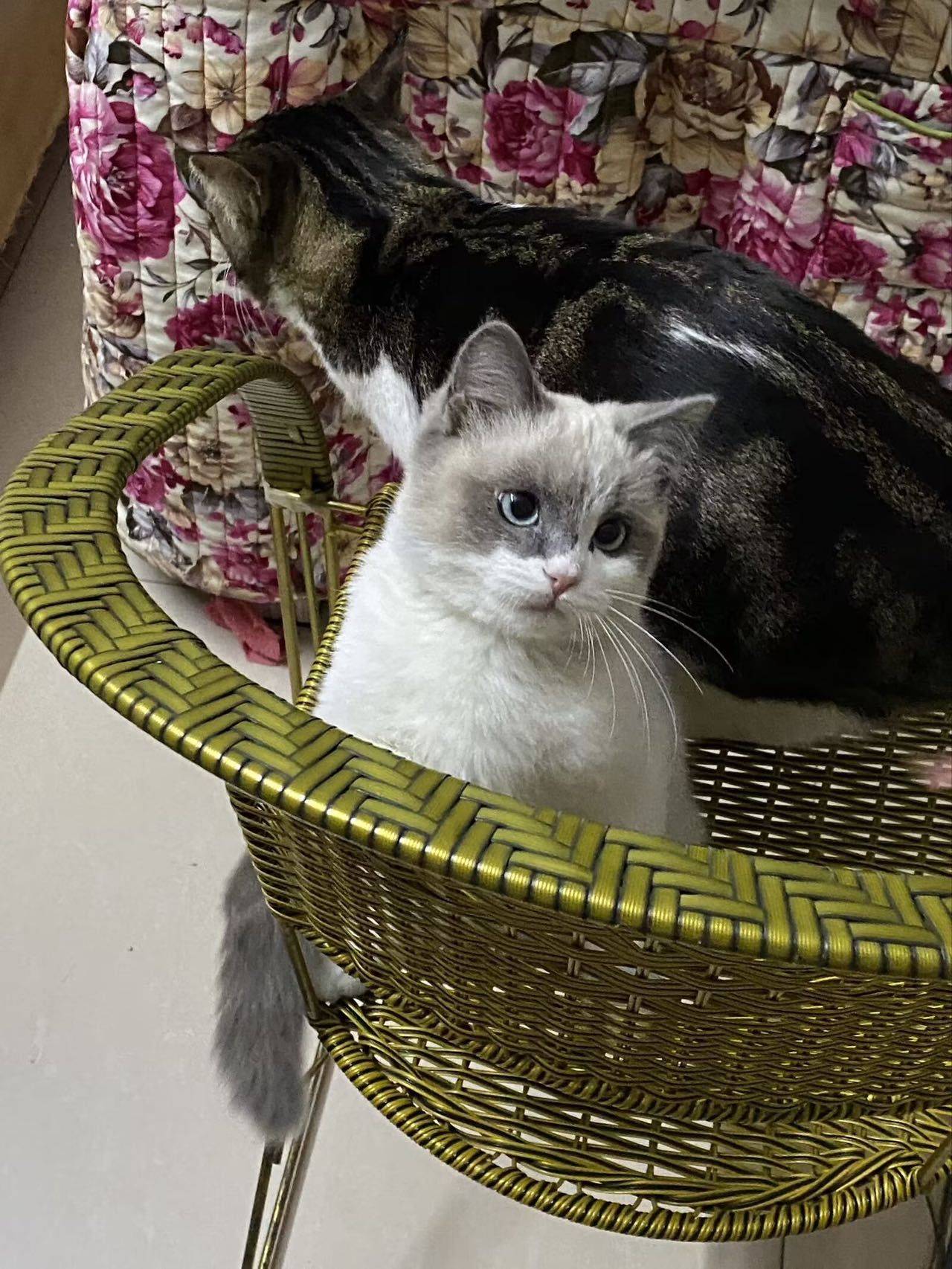 洛洛
