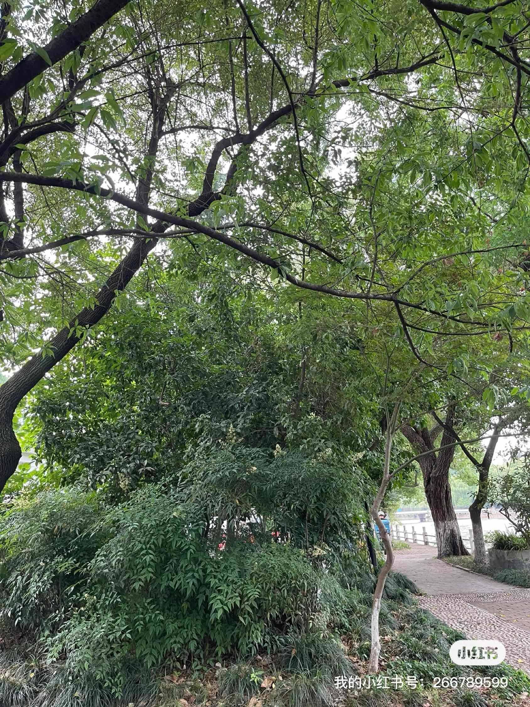 苹果