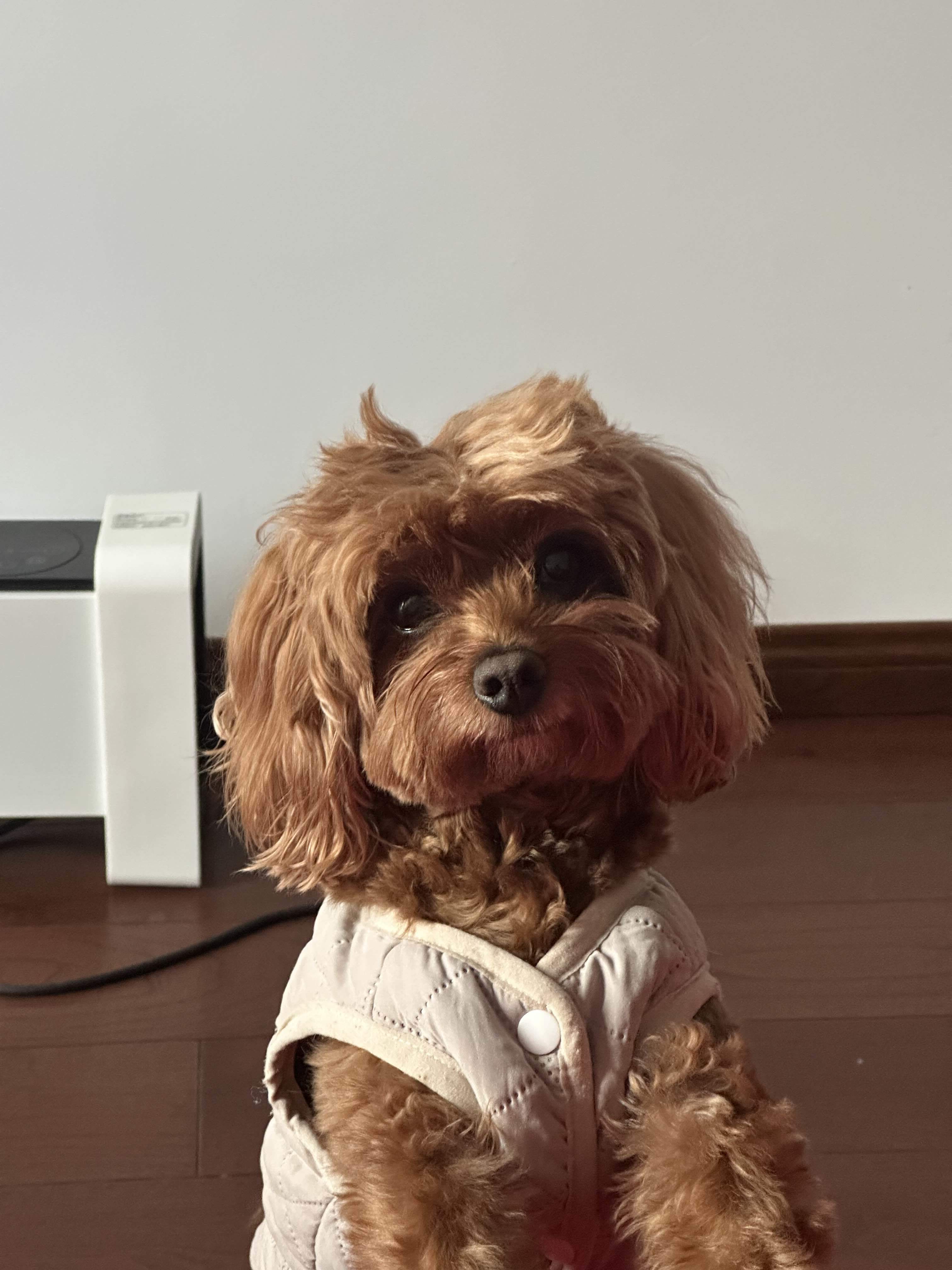 一只徐
