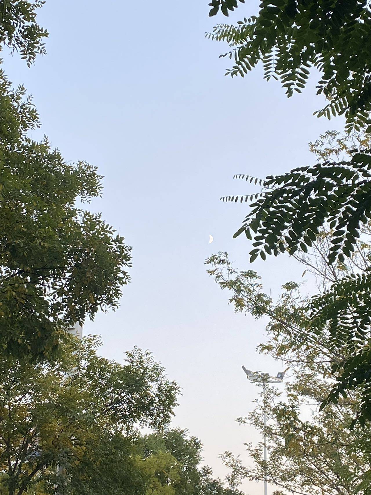 抠鼻屎的羊