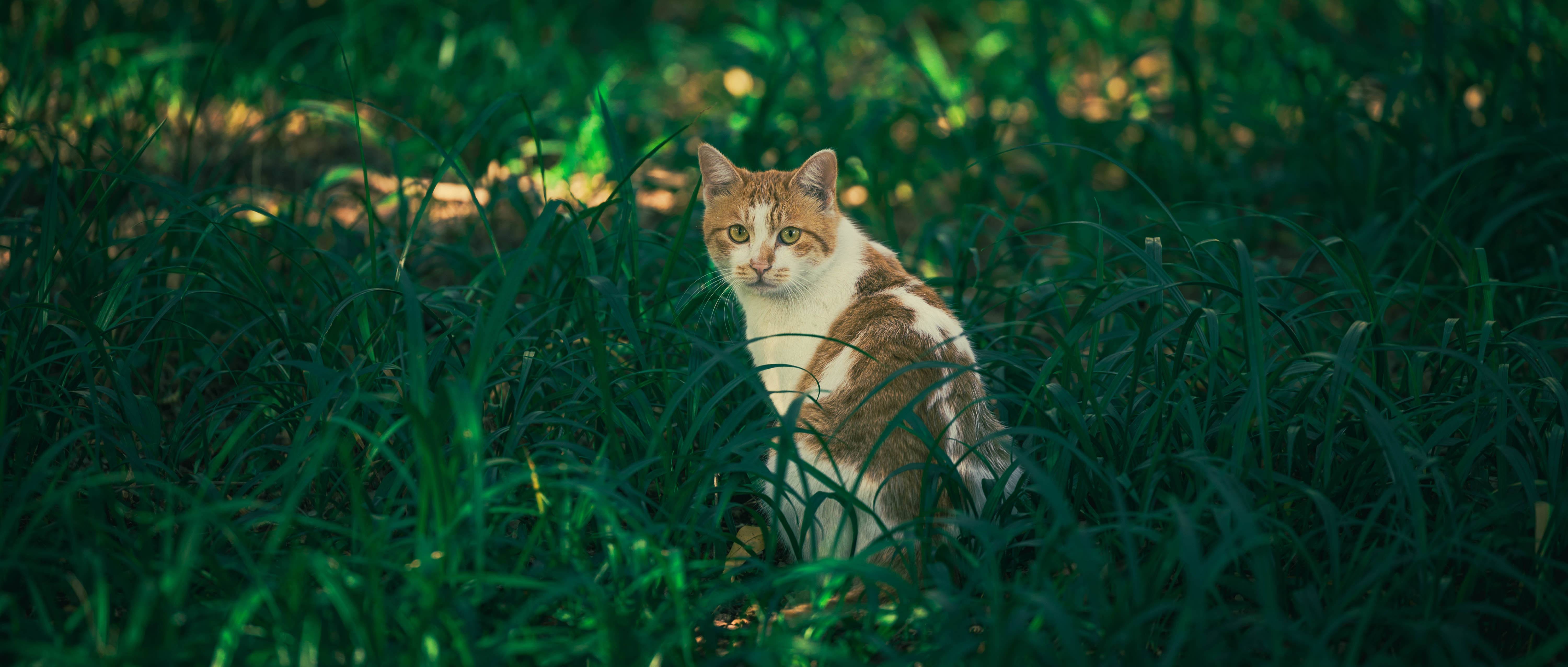 Pampas｜2室1厅｜