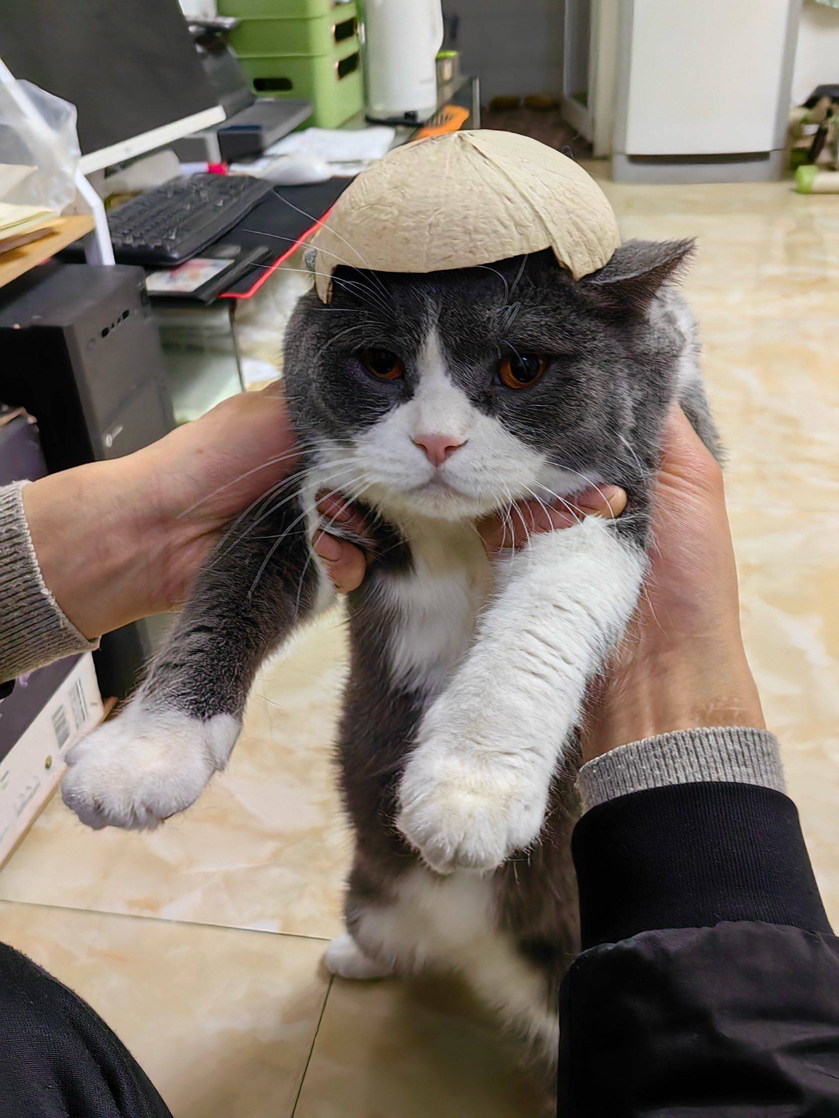 蘑菇（房东本人）