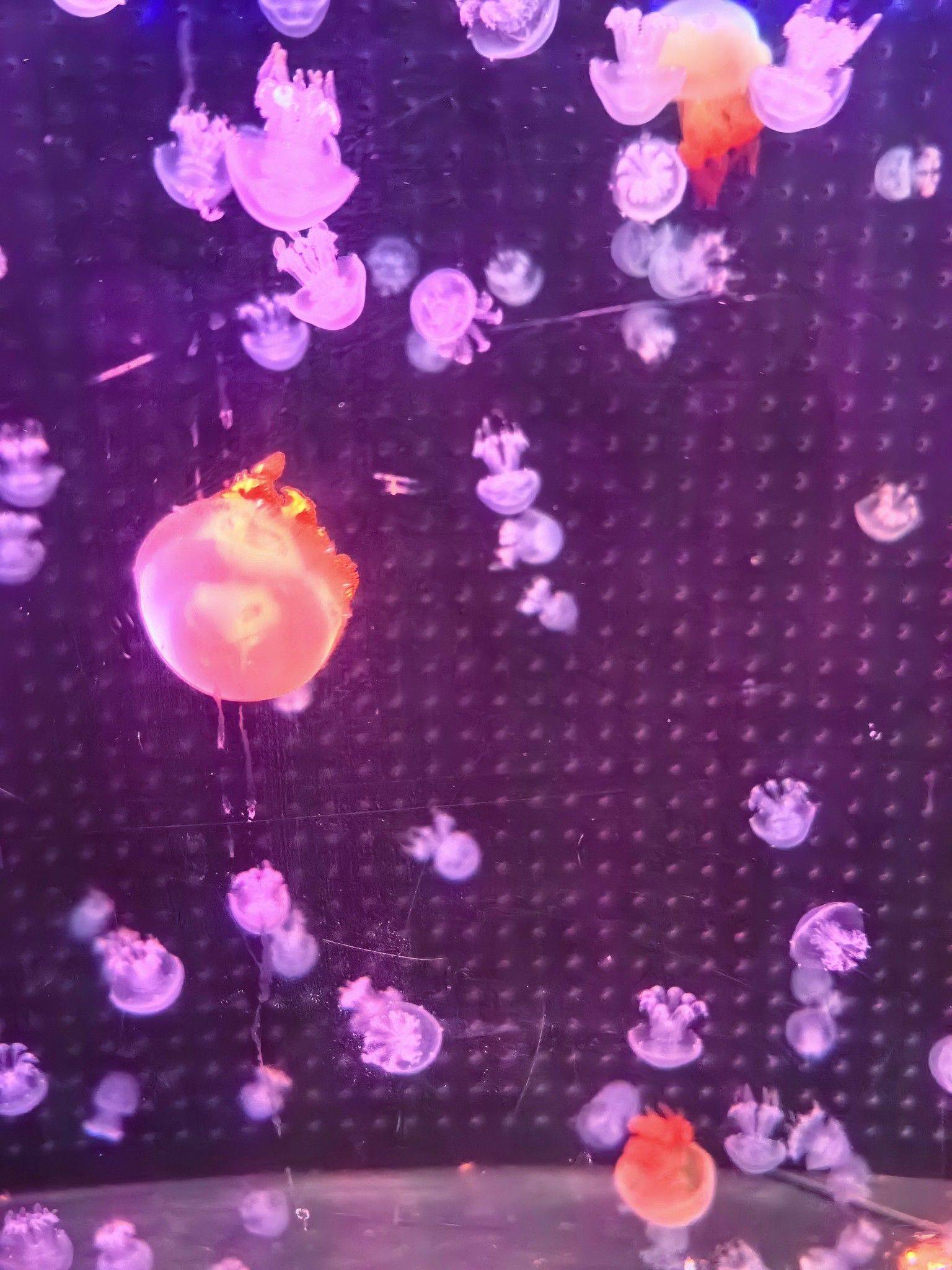 陈兴芳