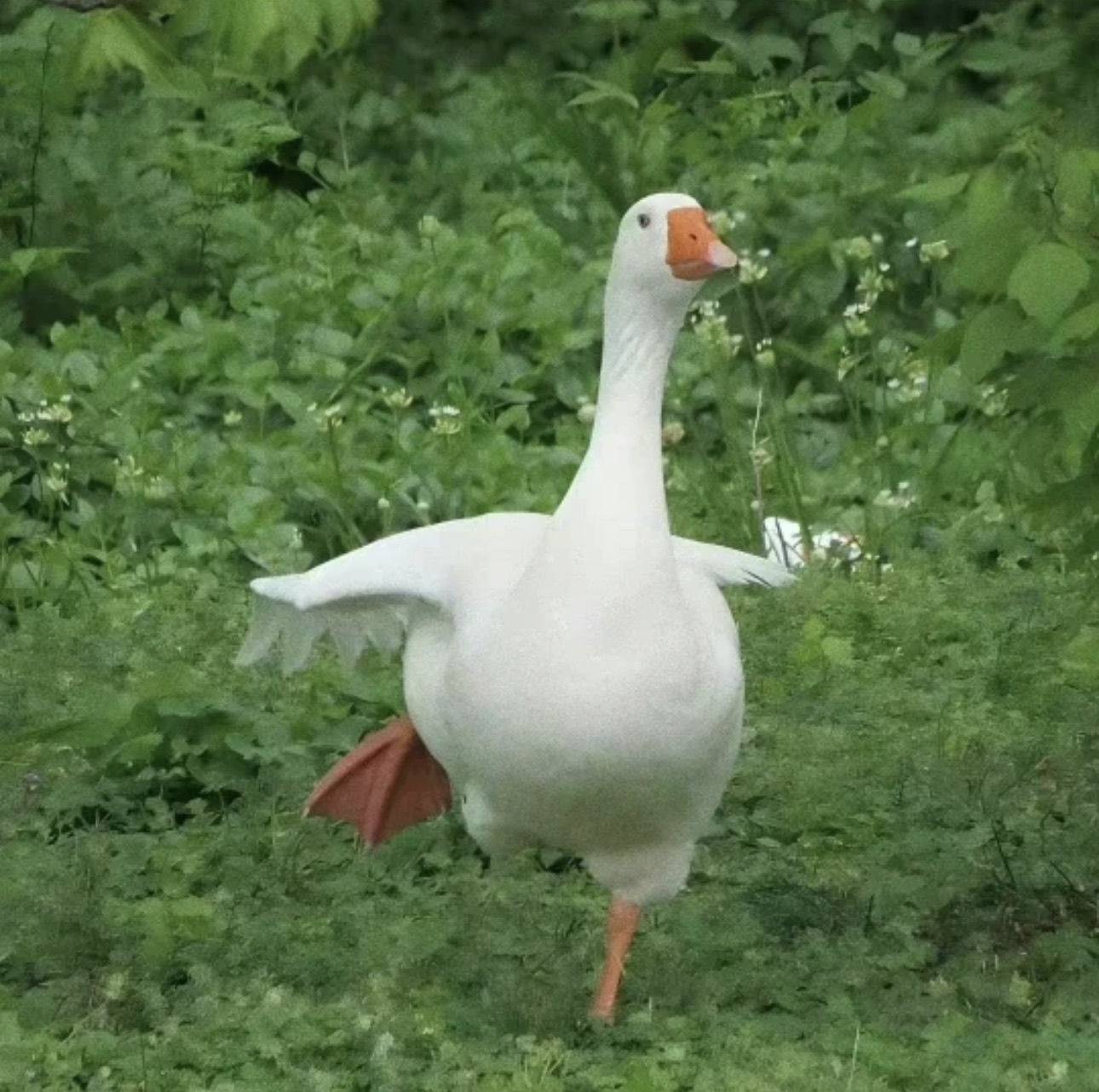 森屿