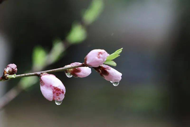 梅花