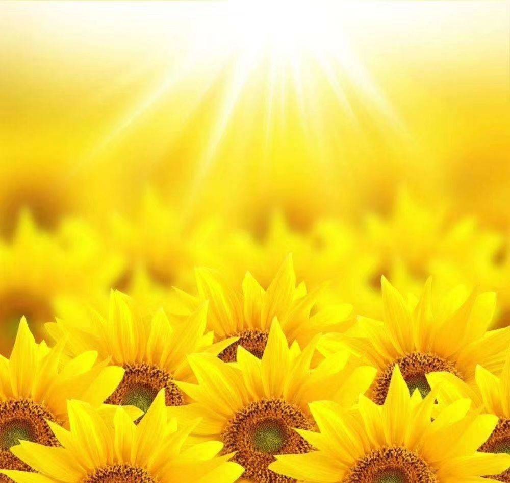 向阳花