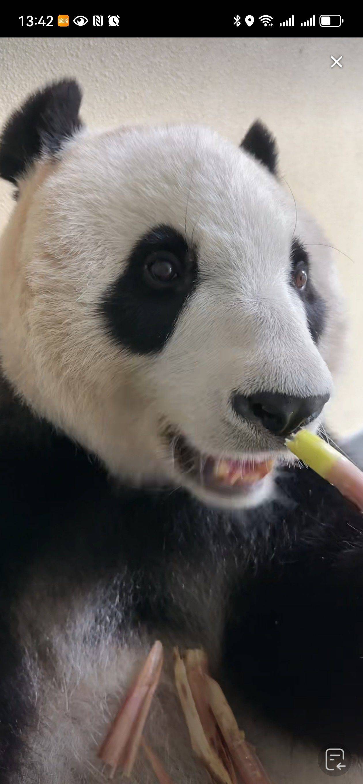 小老鼠