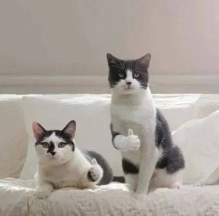 江小鱼