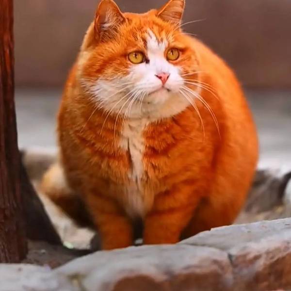 李寒松正在转租