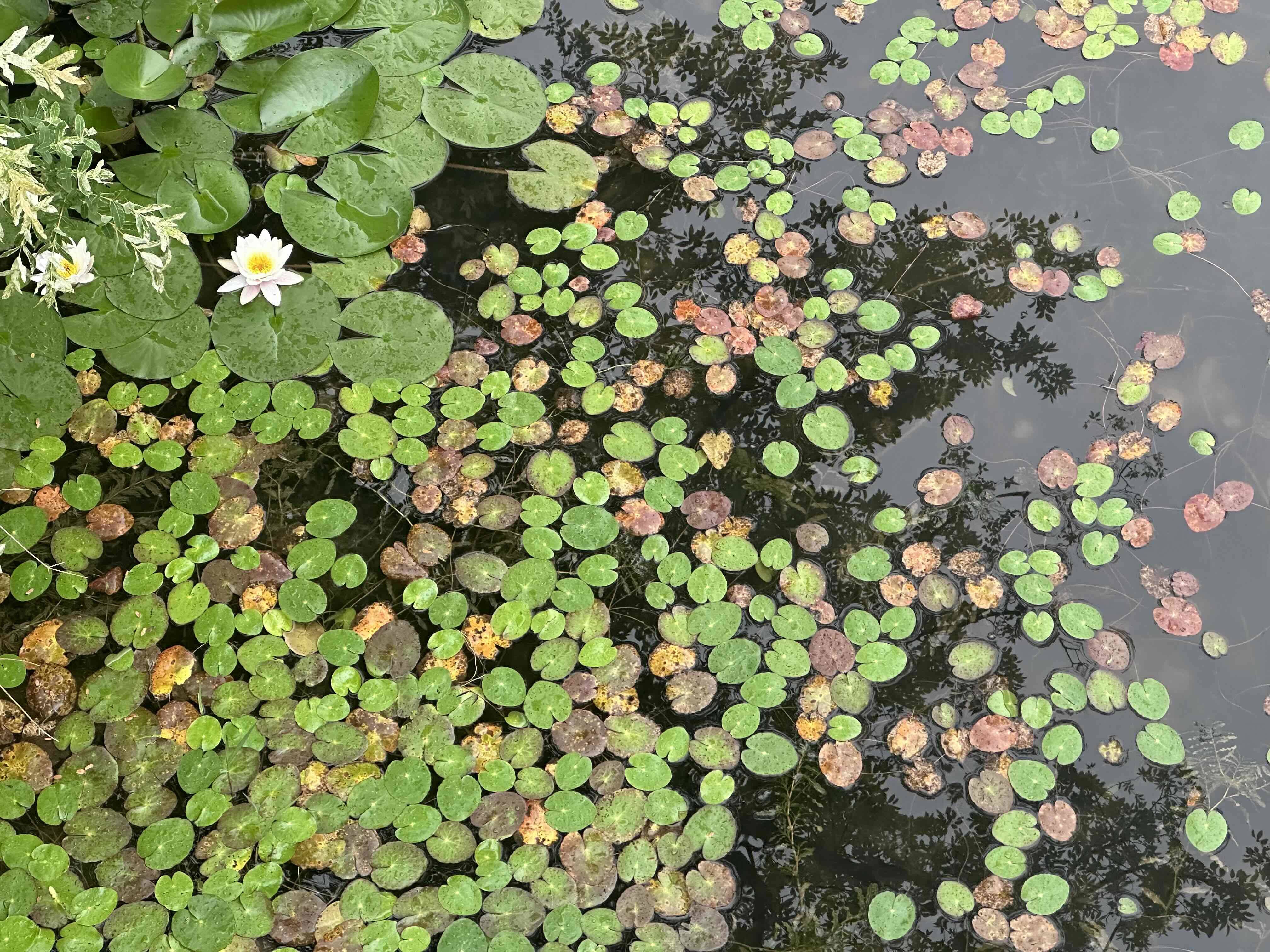 DQ🌿