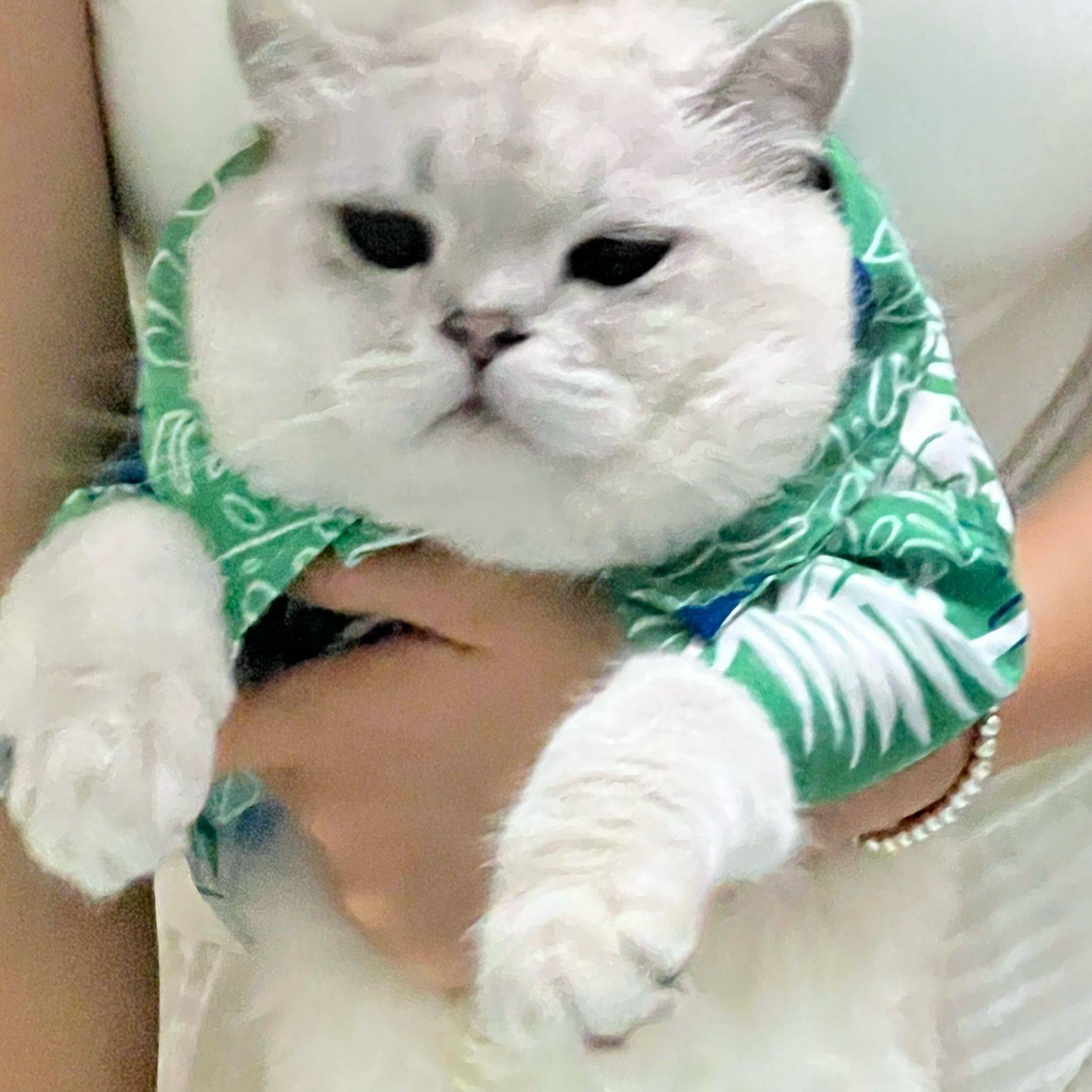 元胖胖