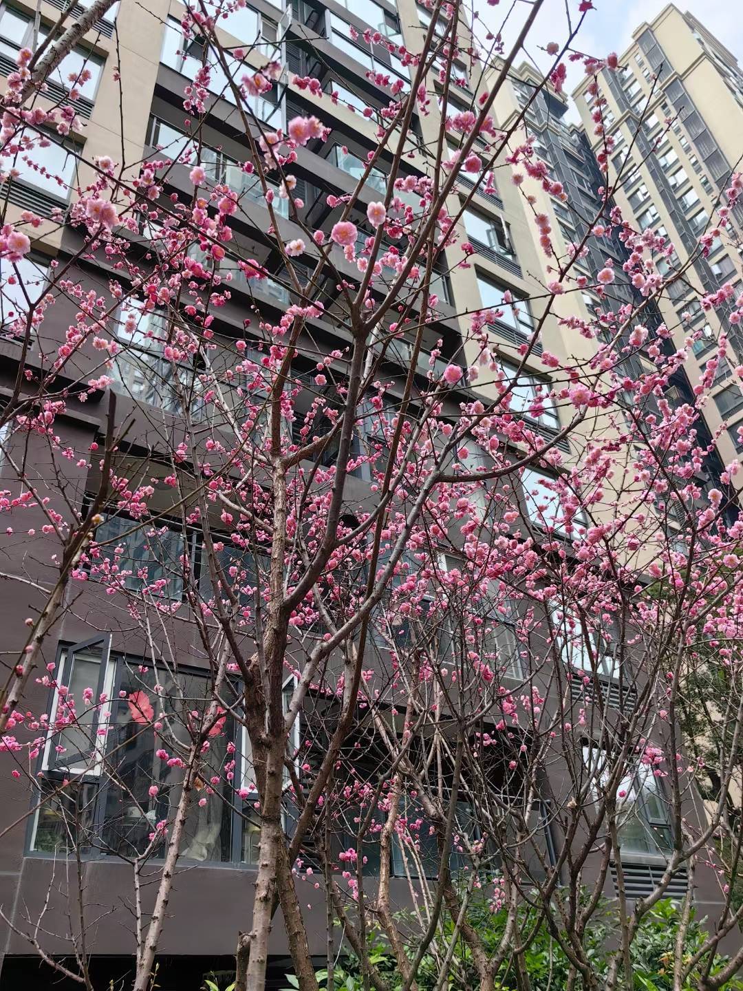 成都-郫都-干净治愈