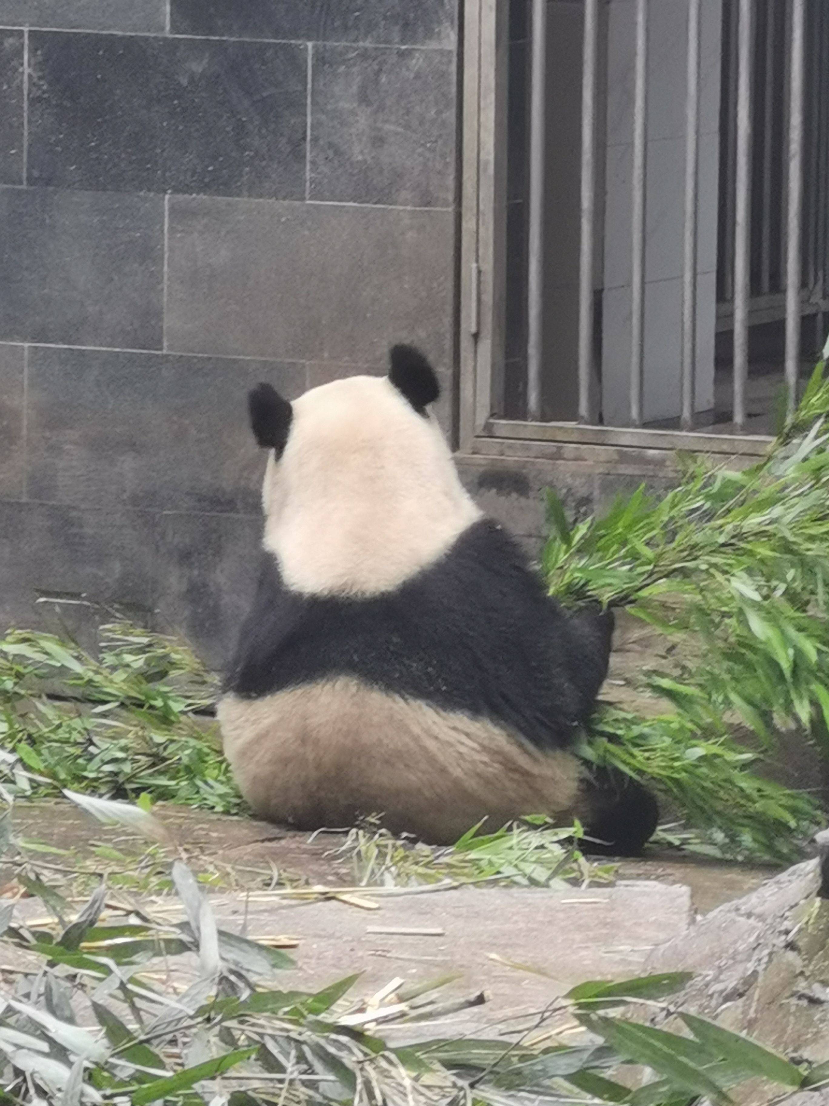 雁紫