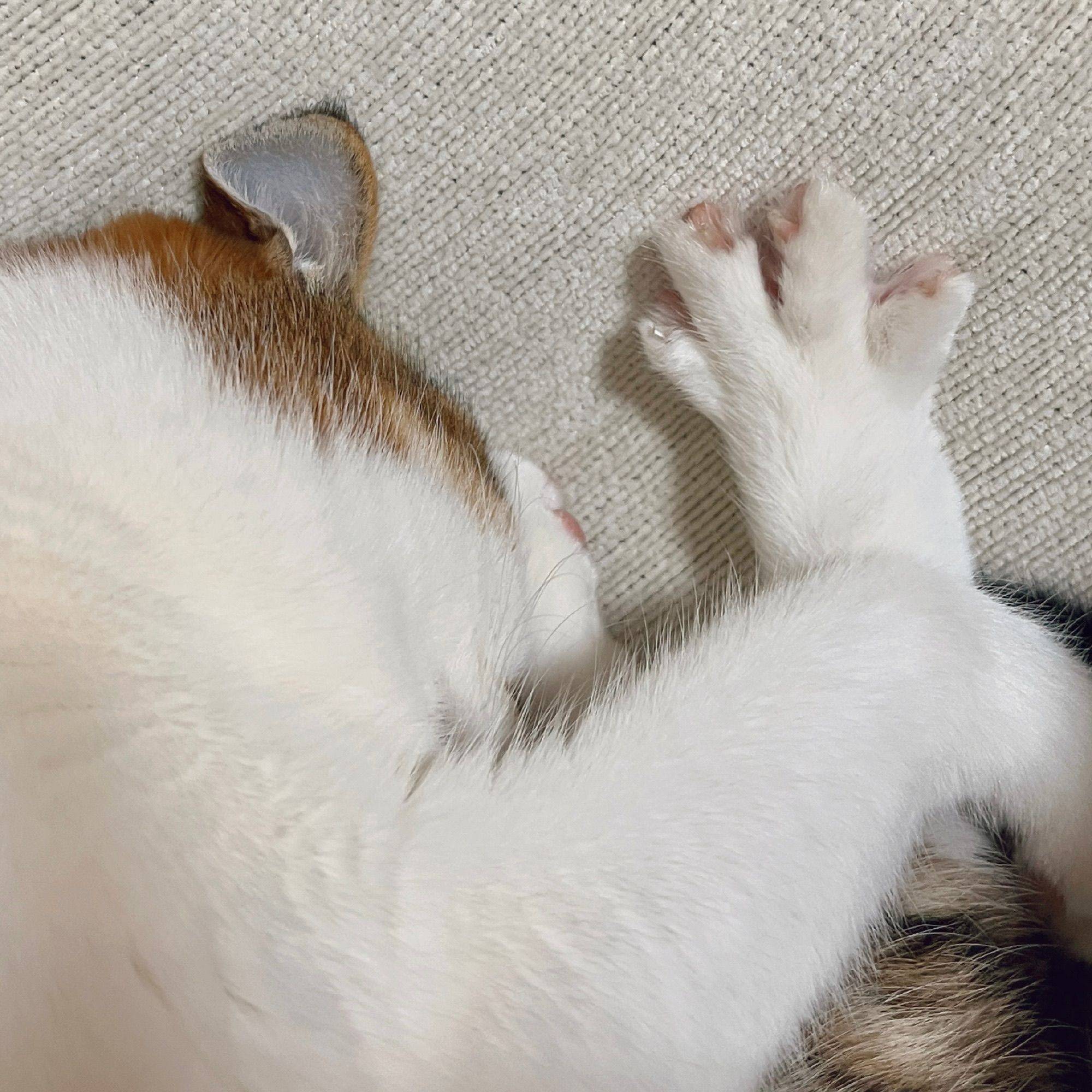 鸦翊