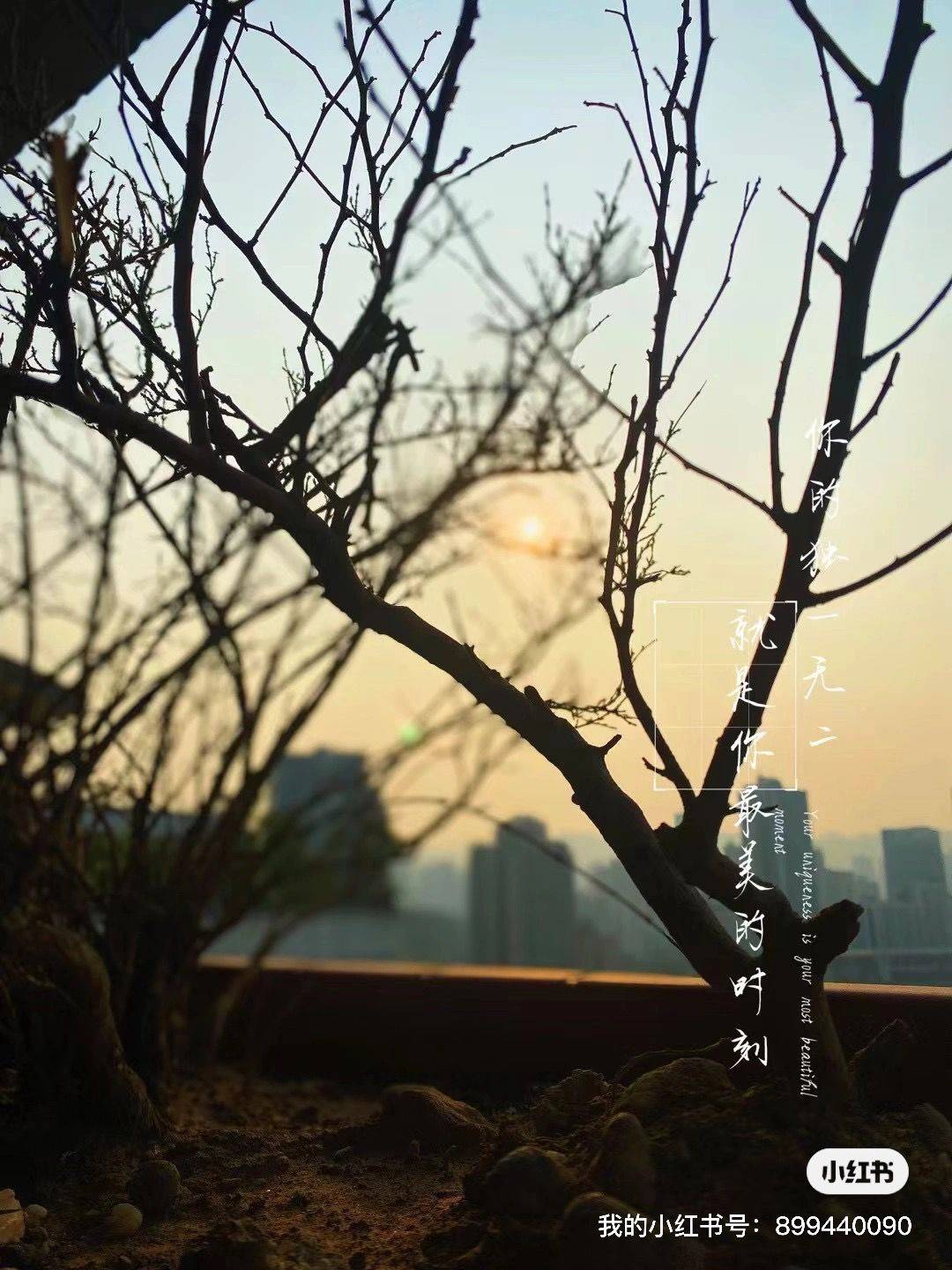 重庆 沙坪坝 | 旭东·家天下_4