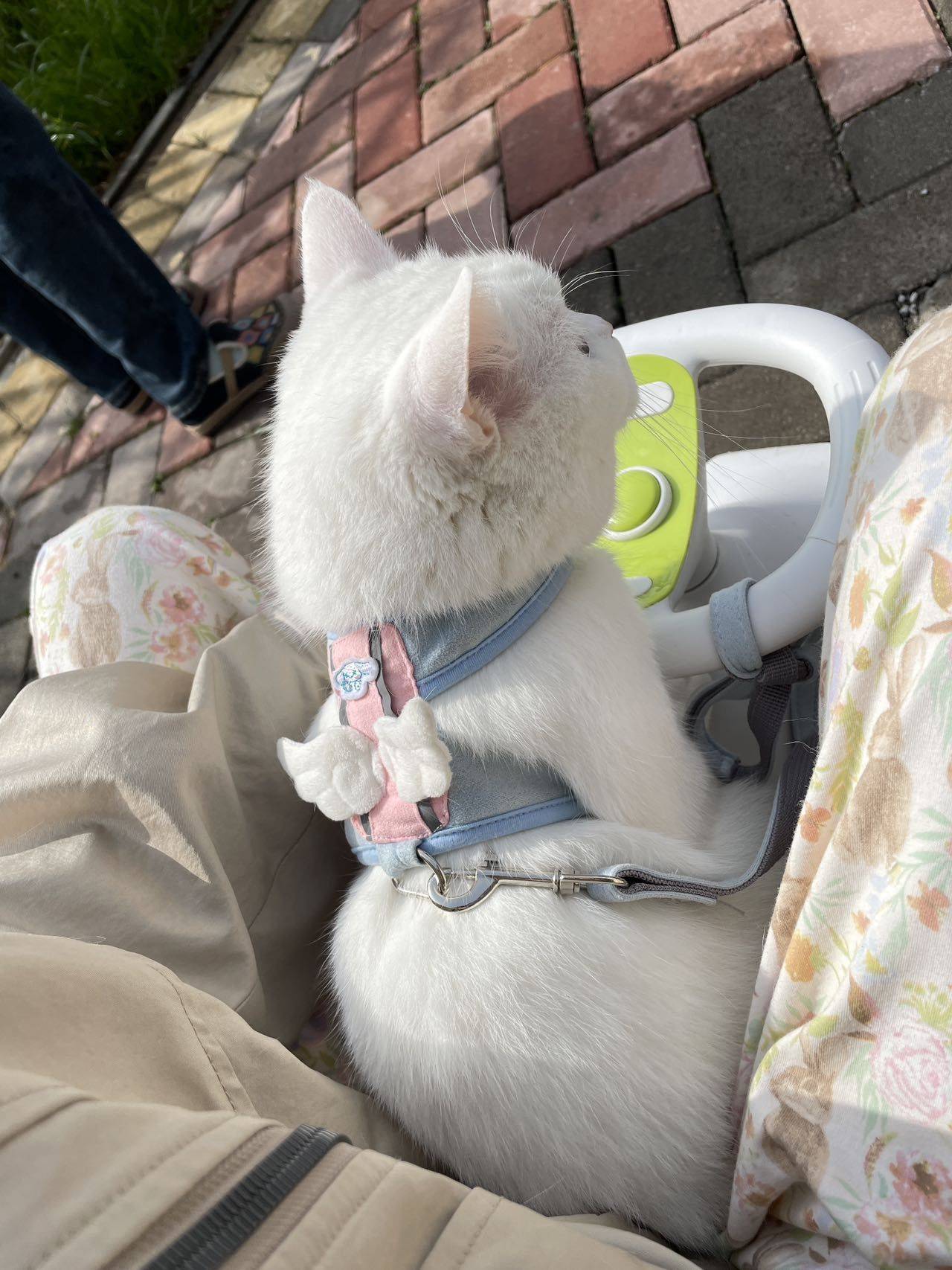 🐾