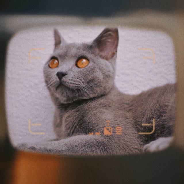 康媛媛