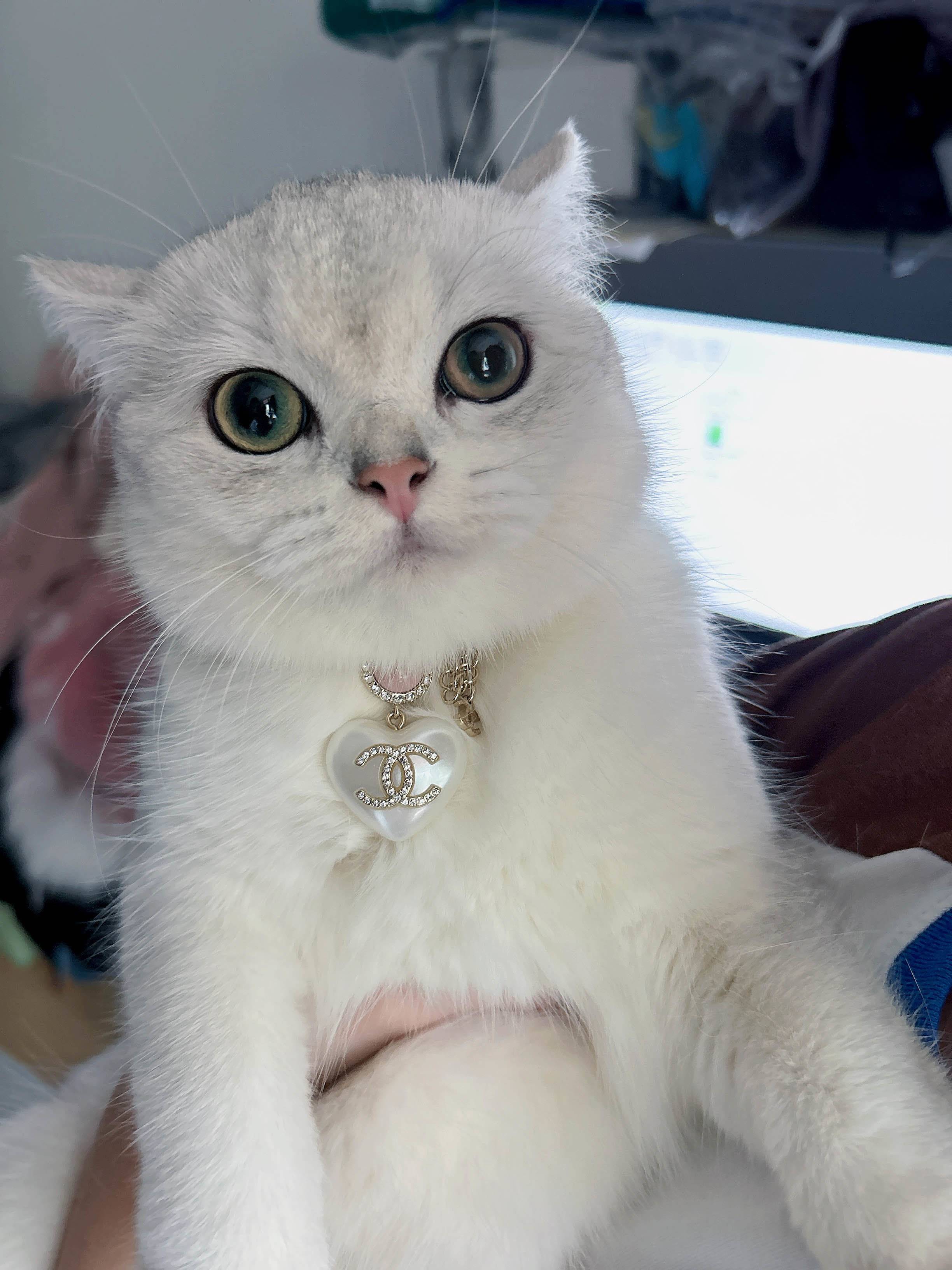 宾宾的房子