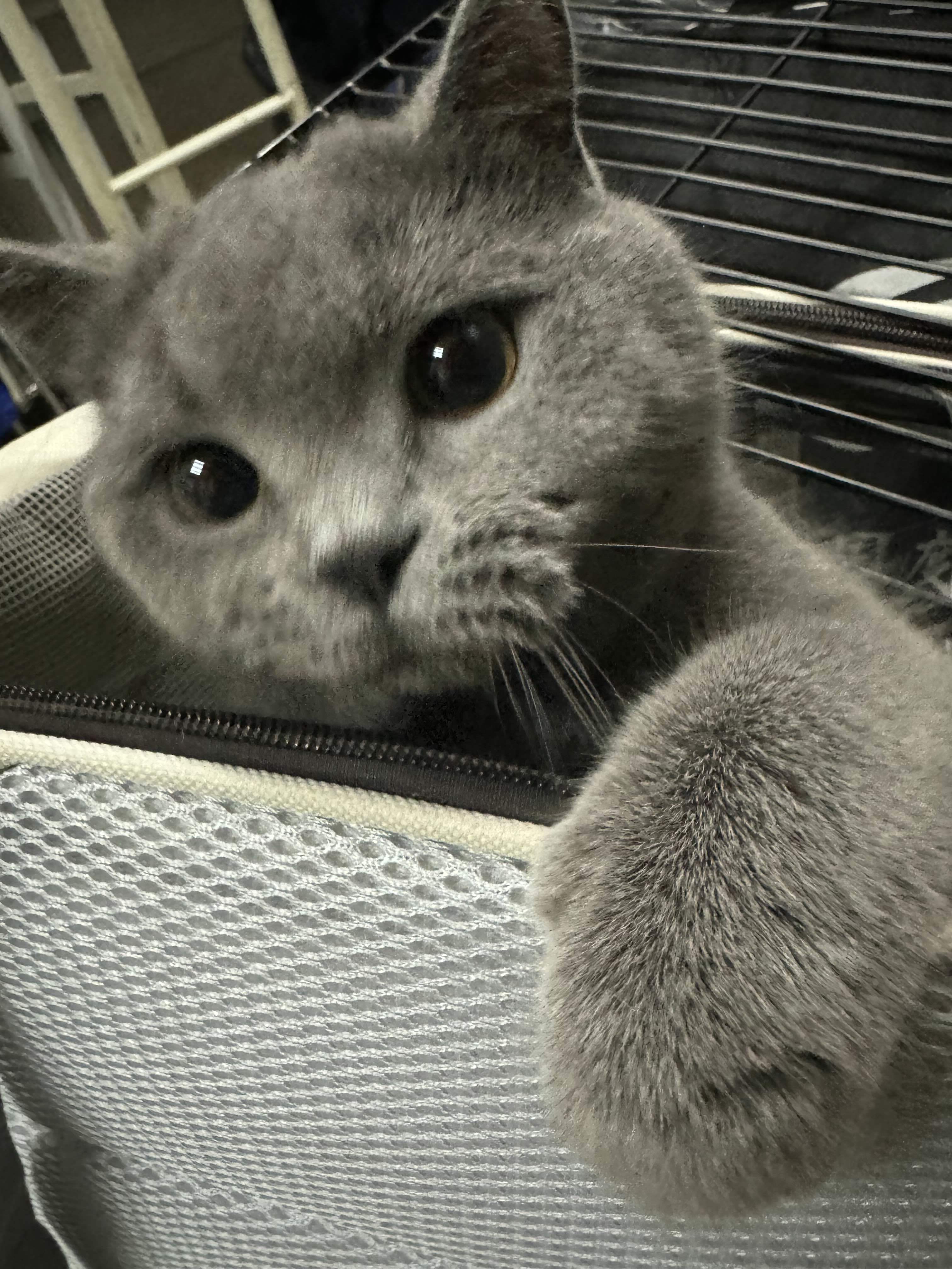 妙脆角