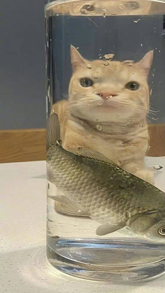 苹果皮