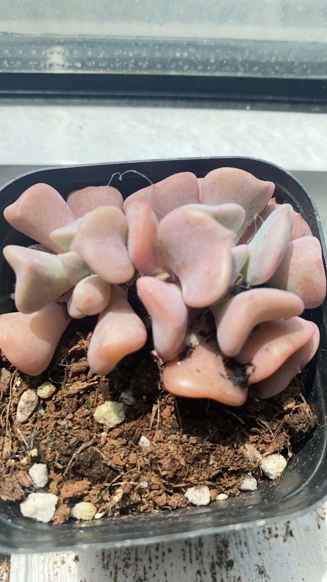 美