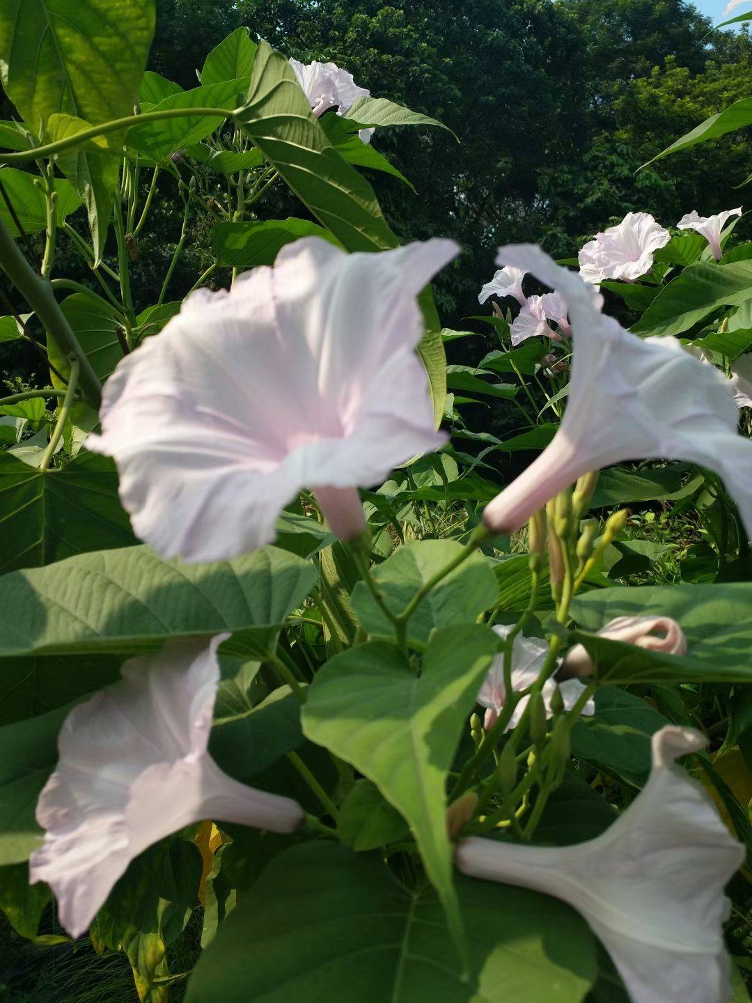 花儿总是那么红