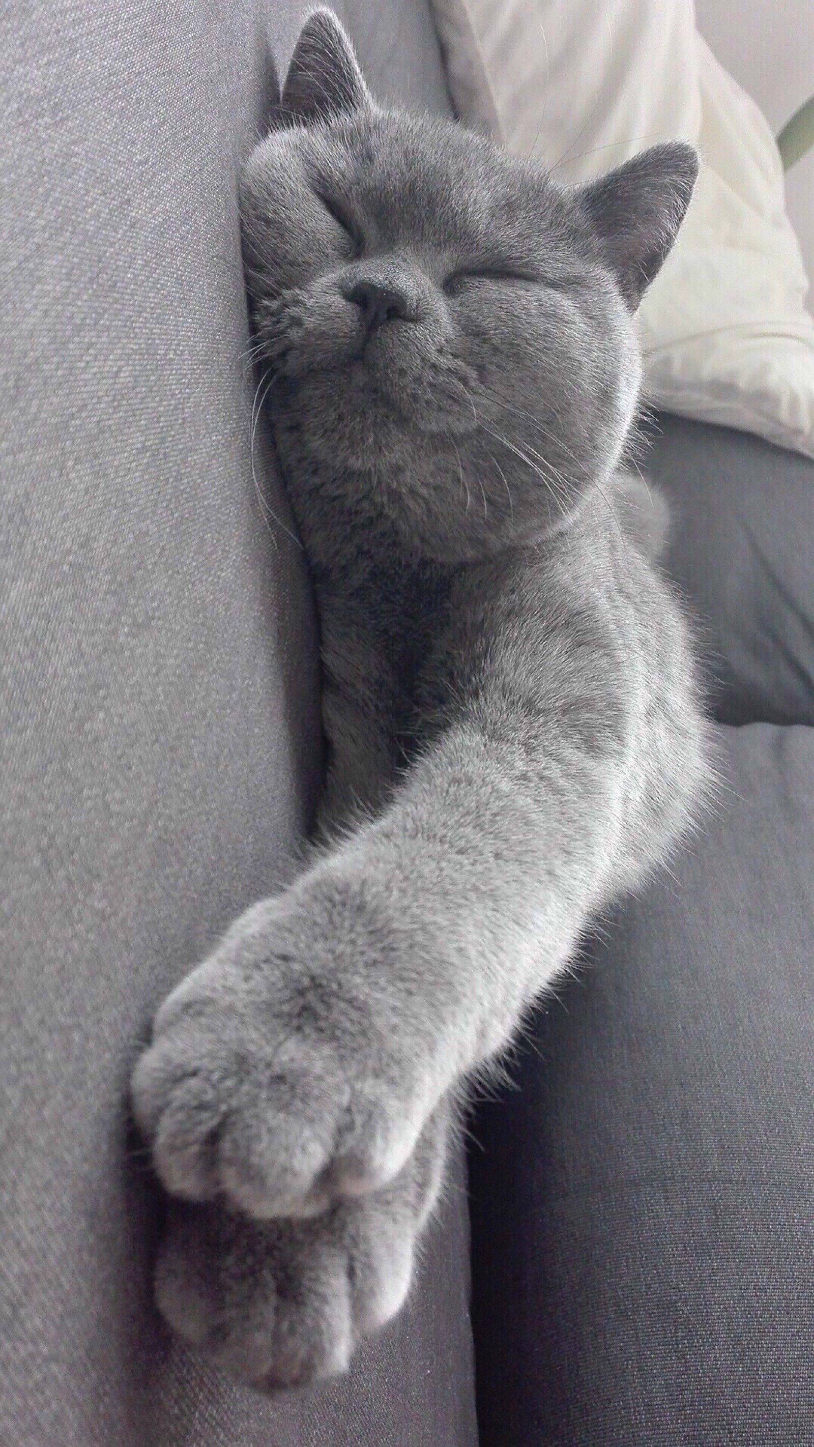 赵新