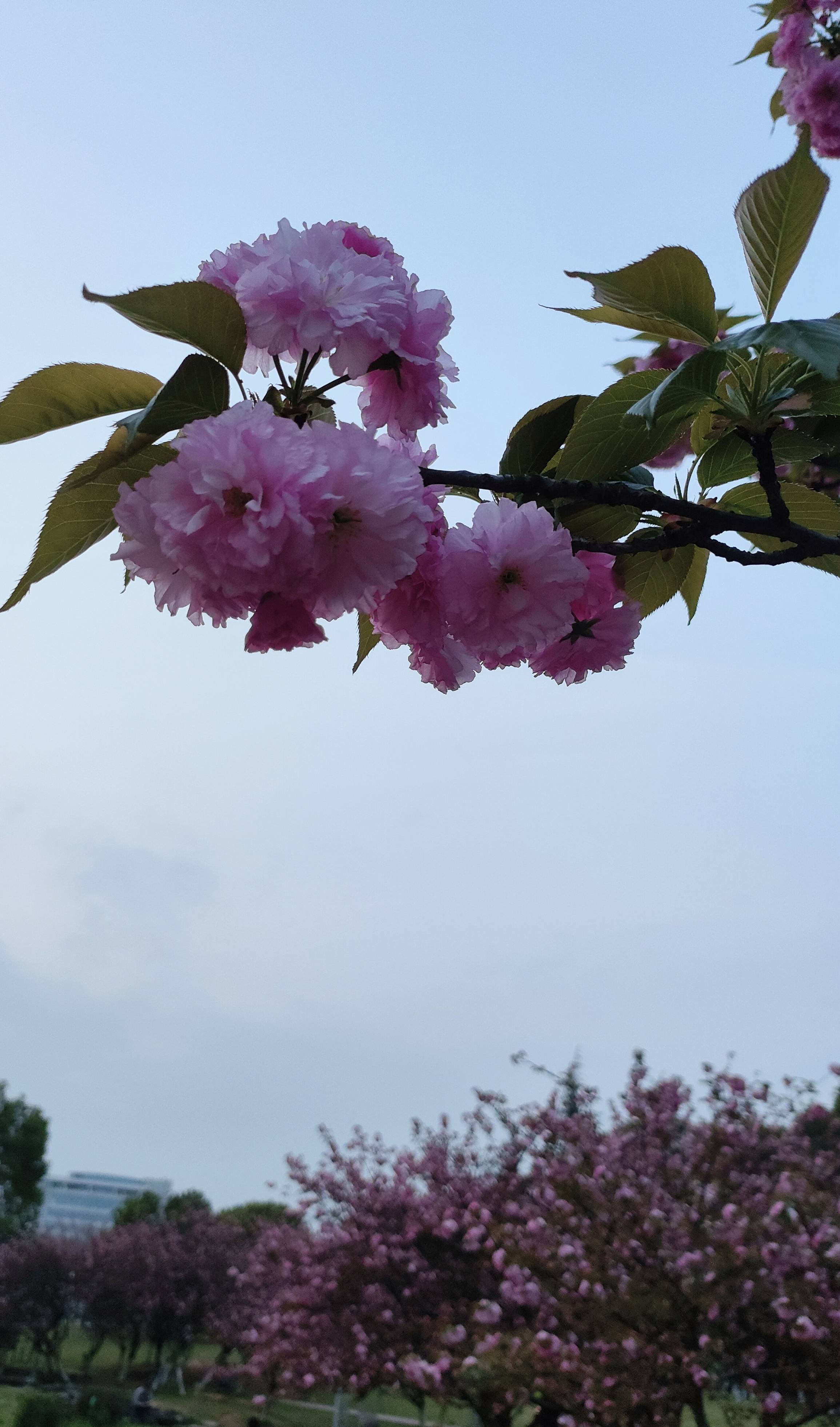 兰岸