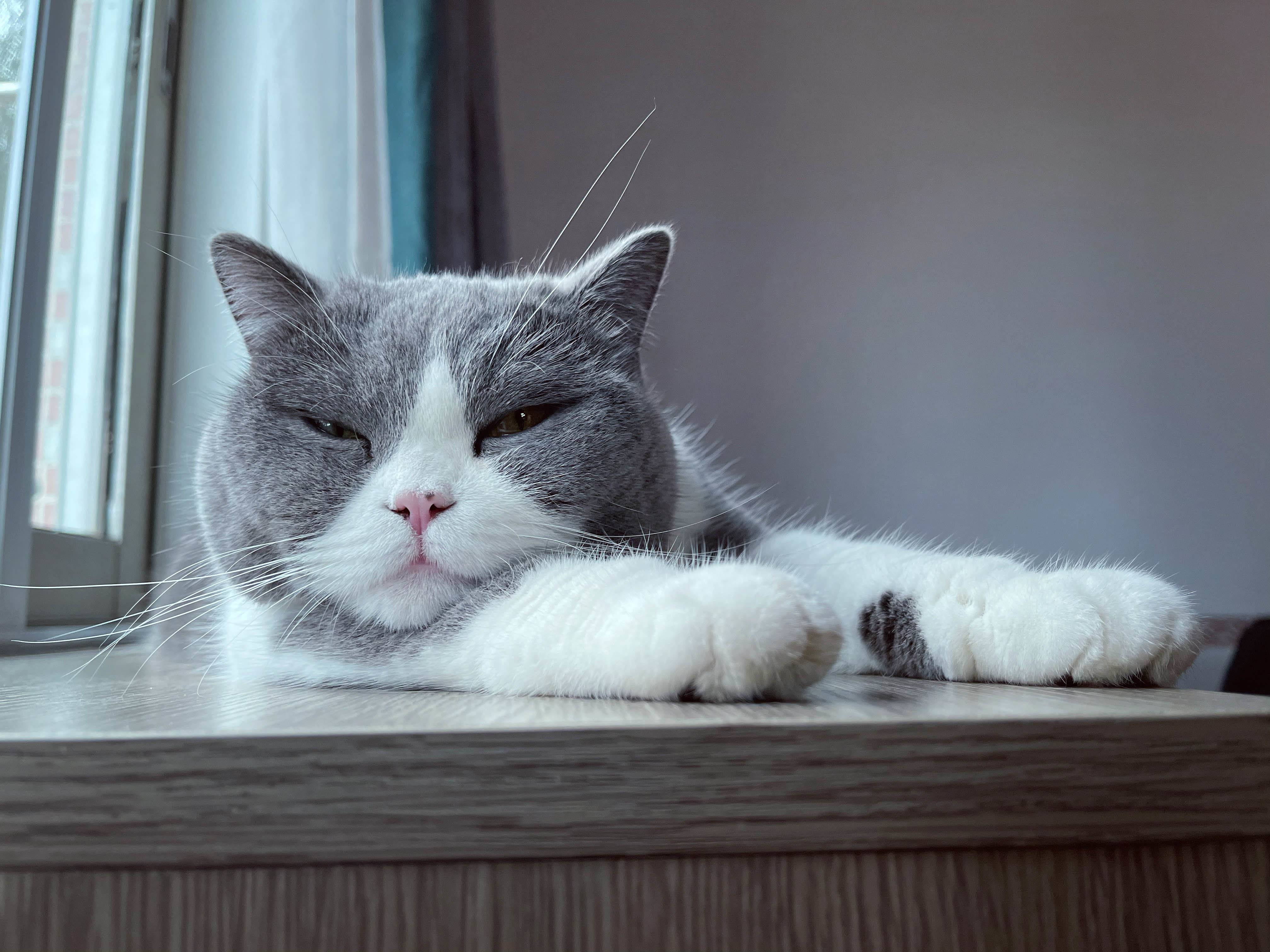 猫控🐱