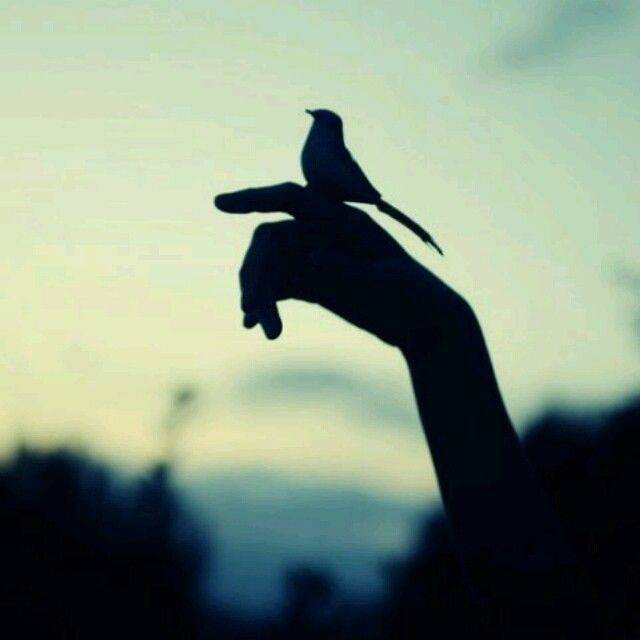 robin
