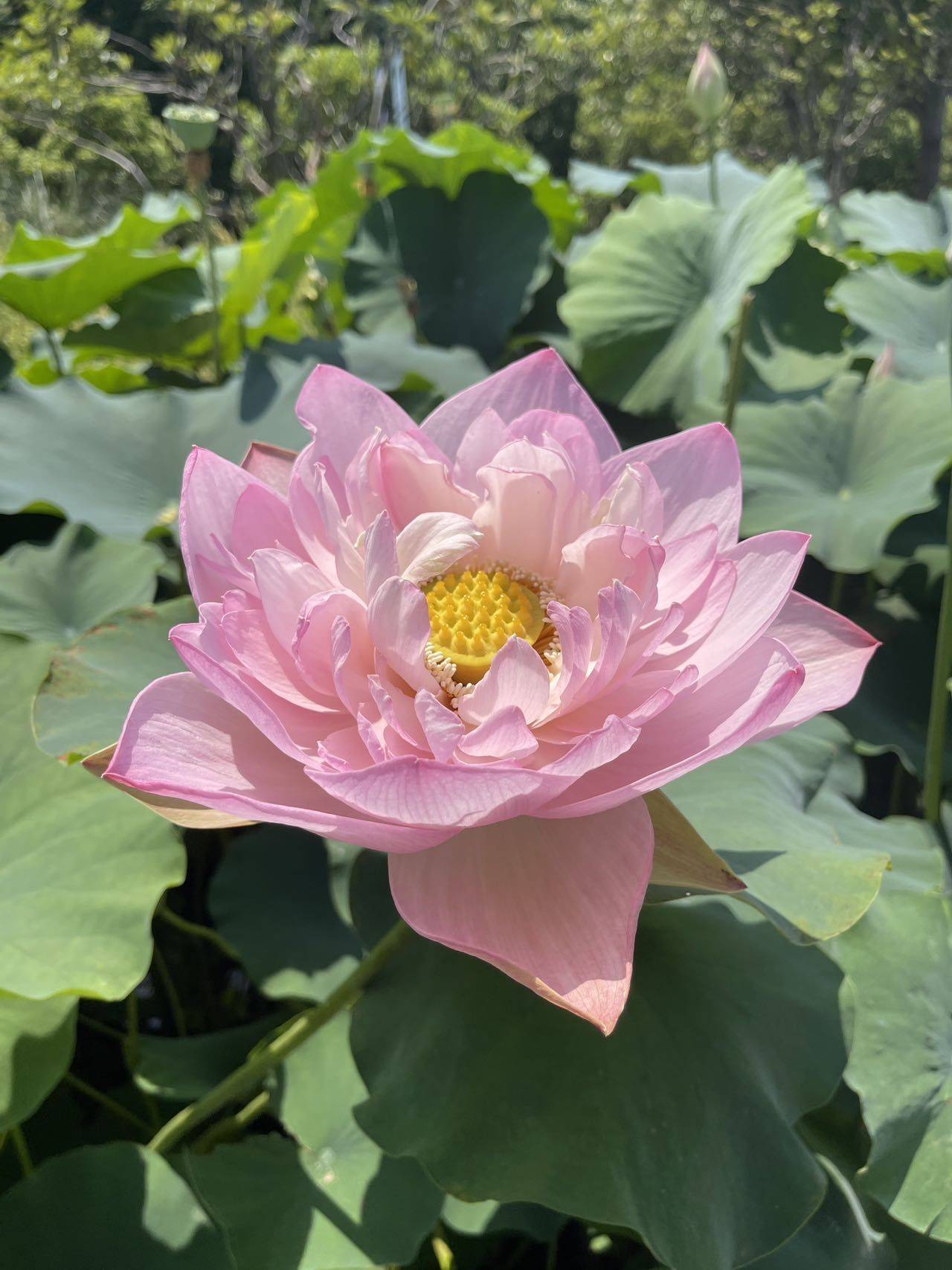 如意