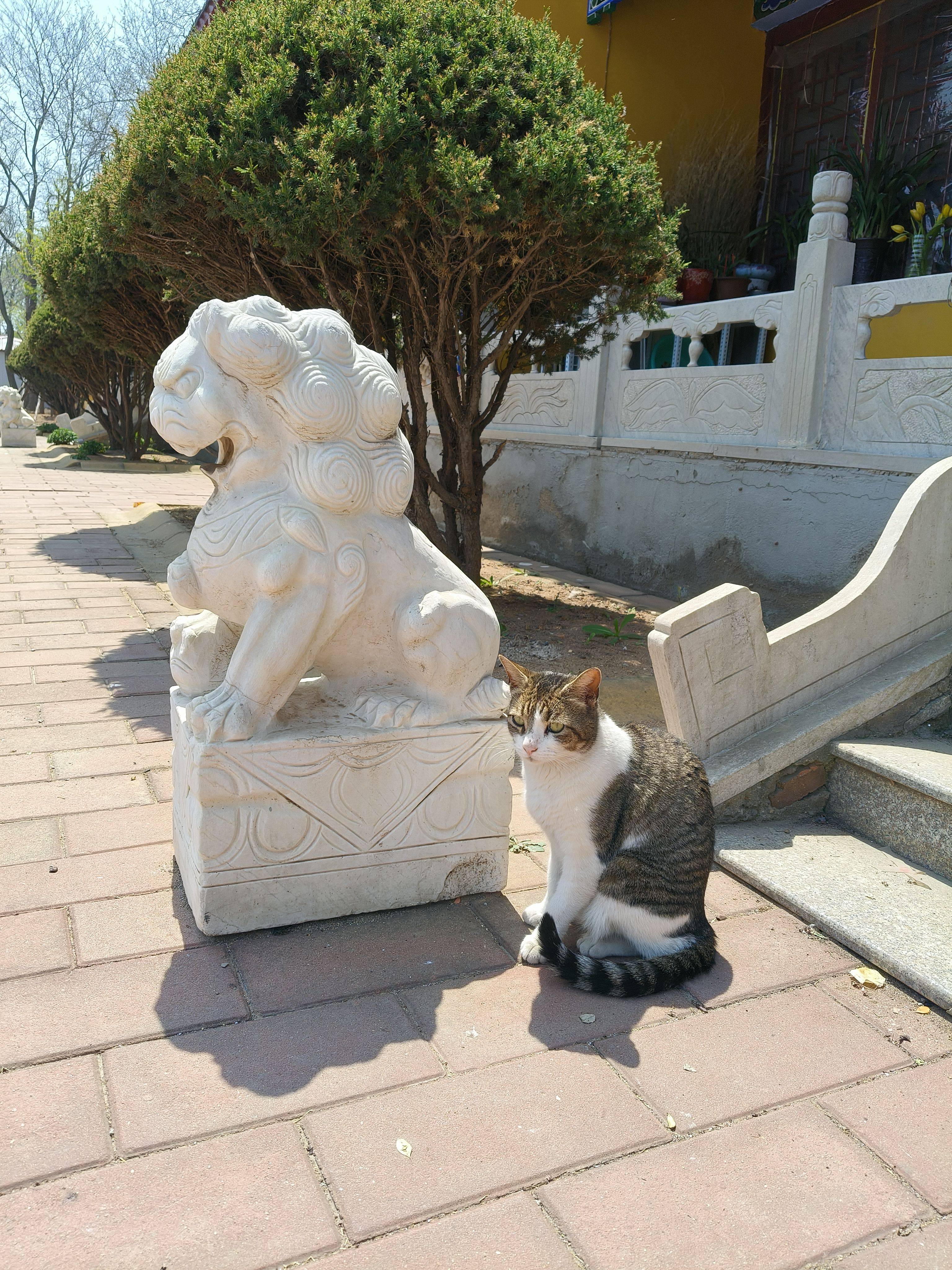 小白