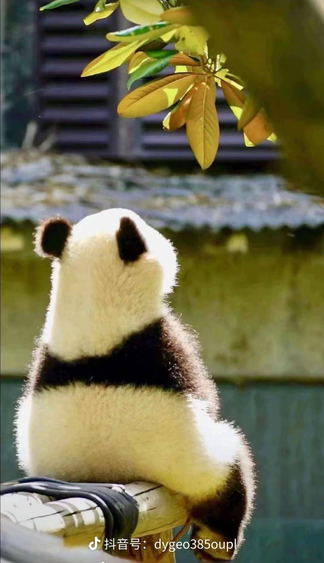 好运常在