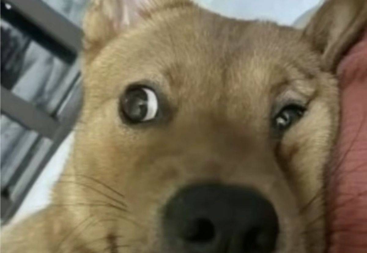 不要变成汪汪