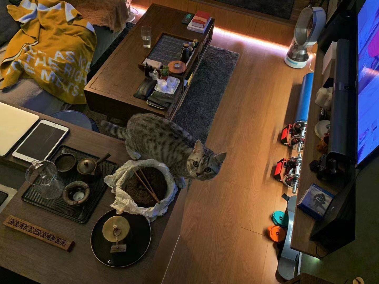 上海-浦东-温馨小窝,干净治愈,不限性别,市井烟火气,慢时光,LGBTQ友好,宠物友好