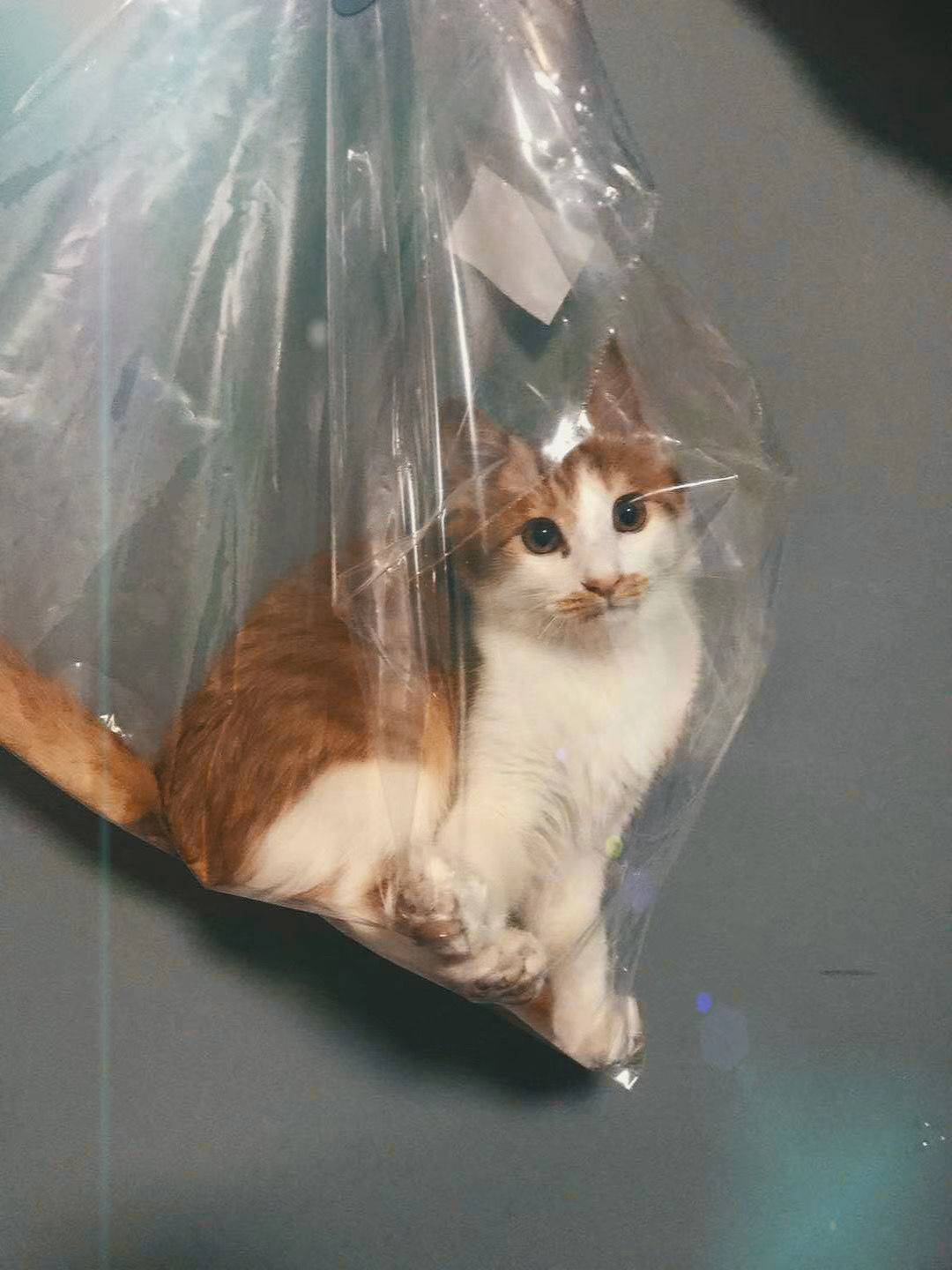 找室友哦！哈哈