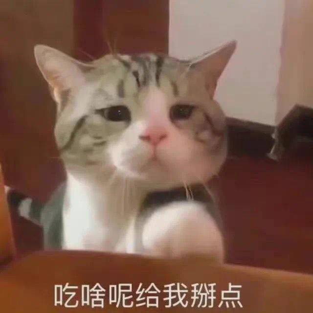 耿炮灰