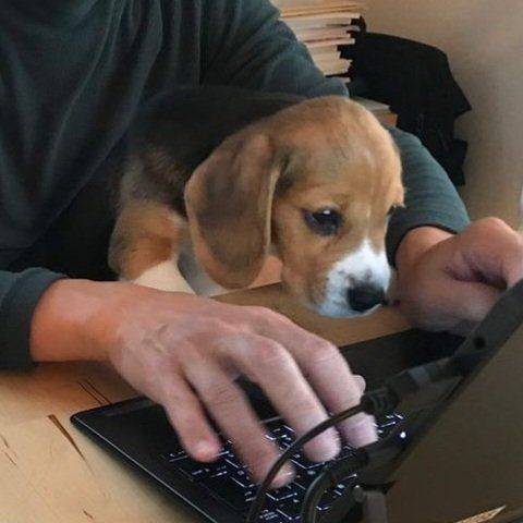 玉米煎饼比格犬
