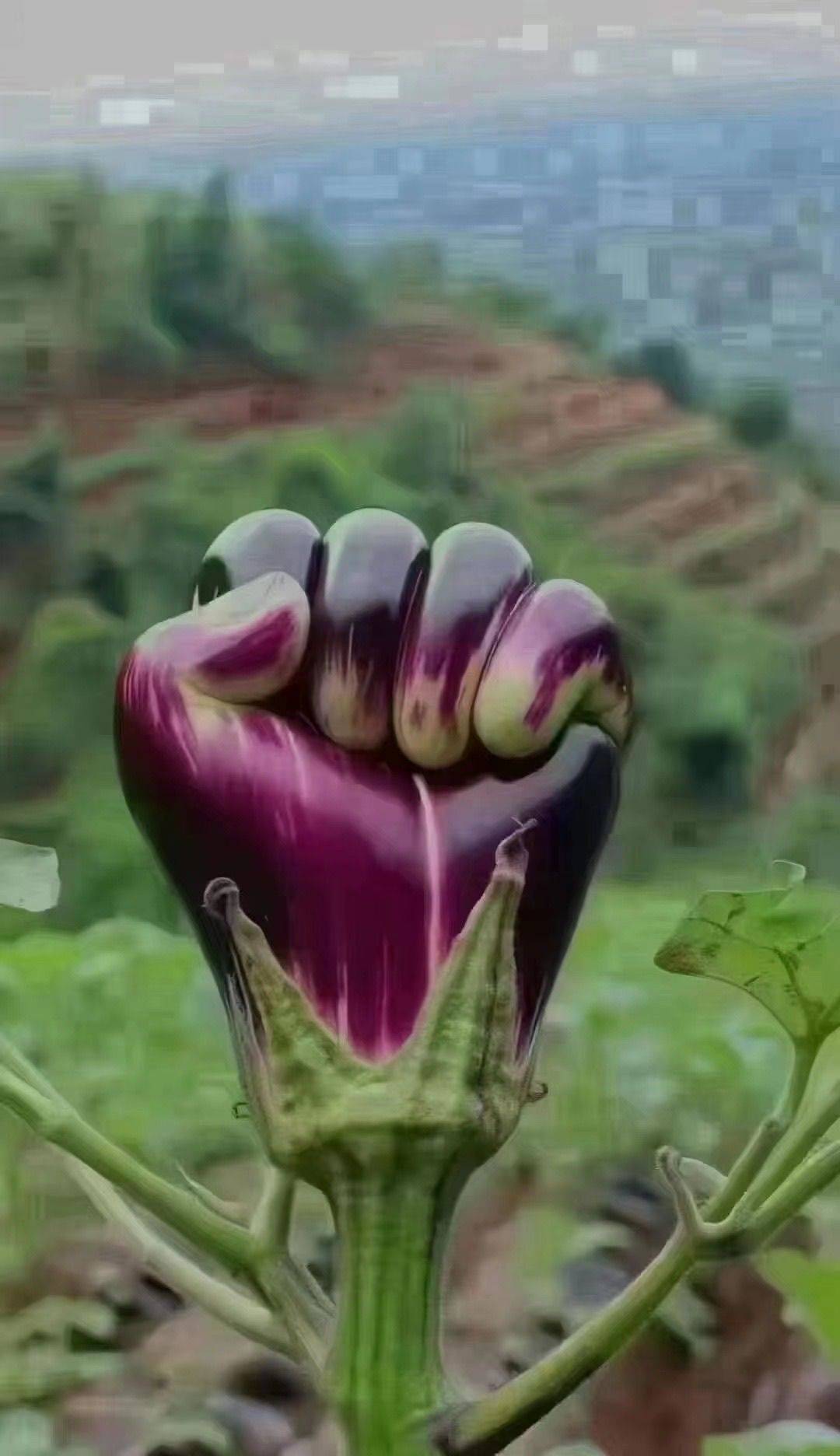 韩可甜