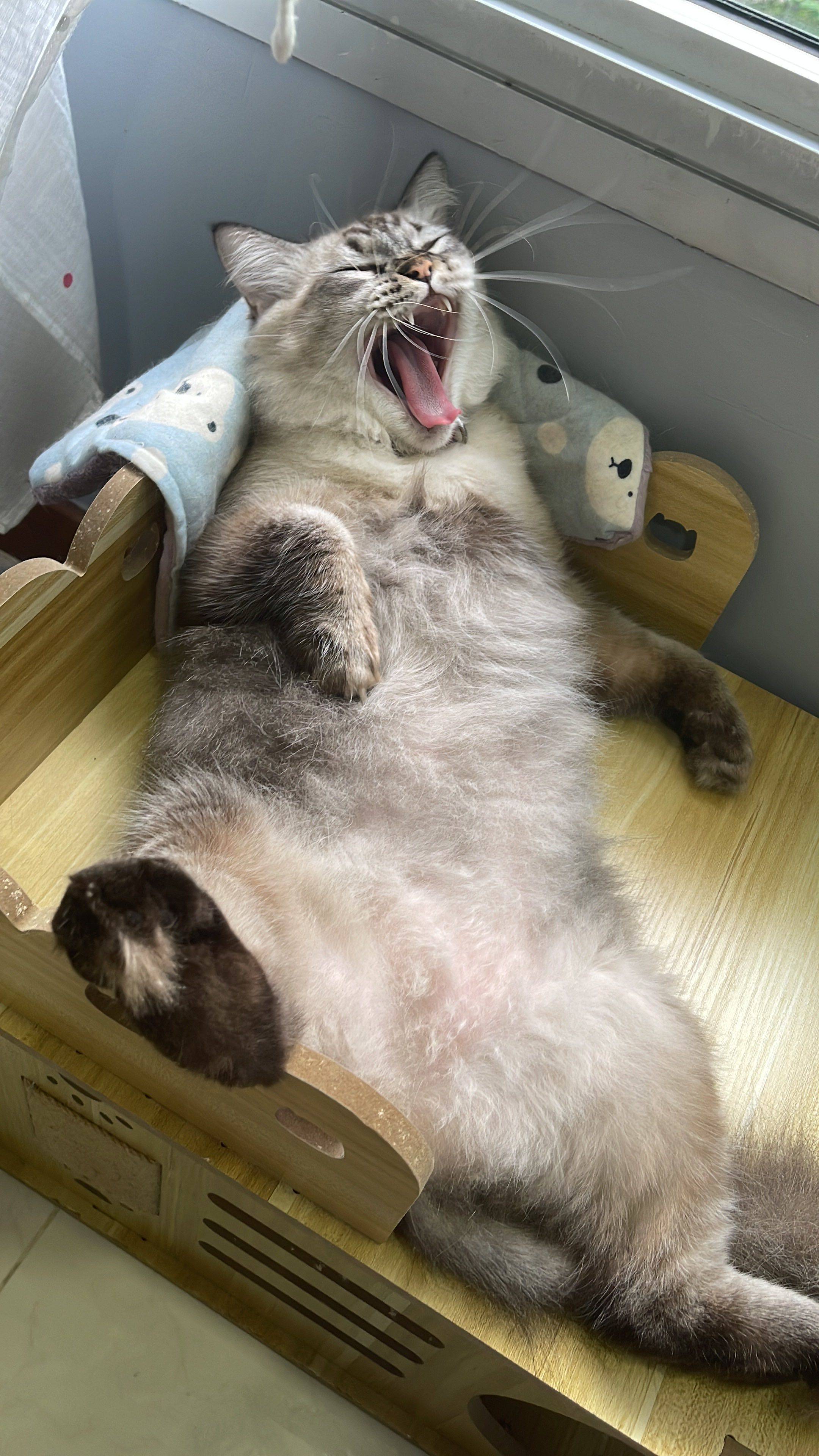 Crazy rabbit🐯NIla