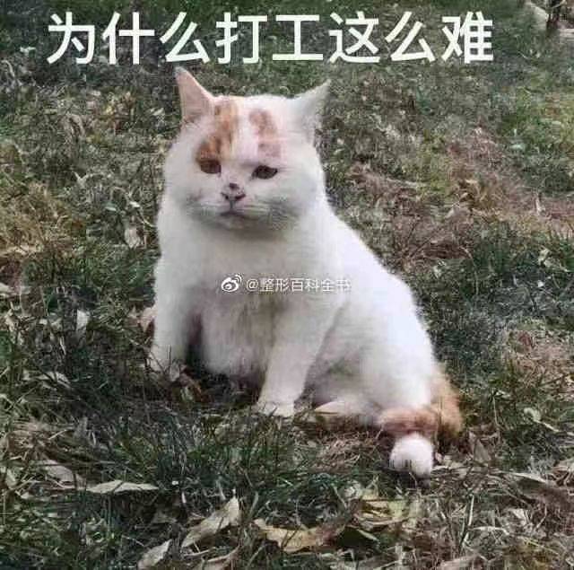 赵本慌