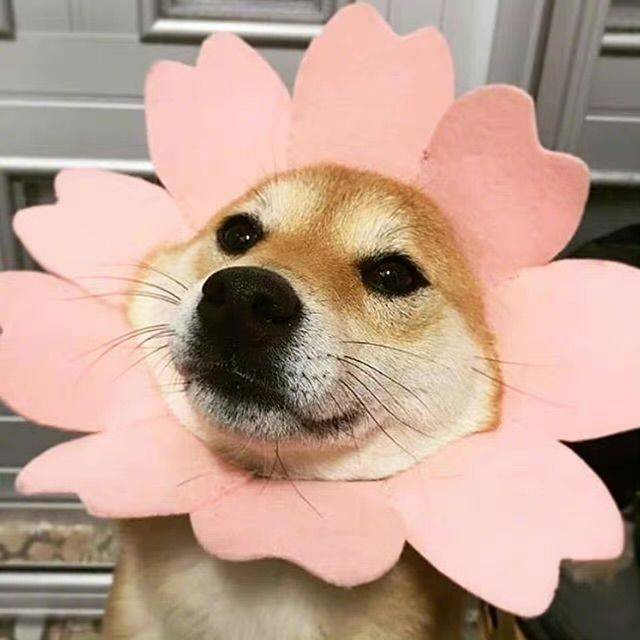 阿秋