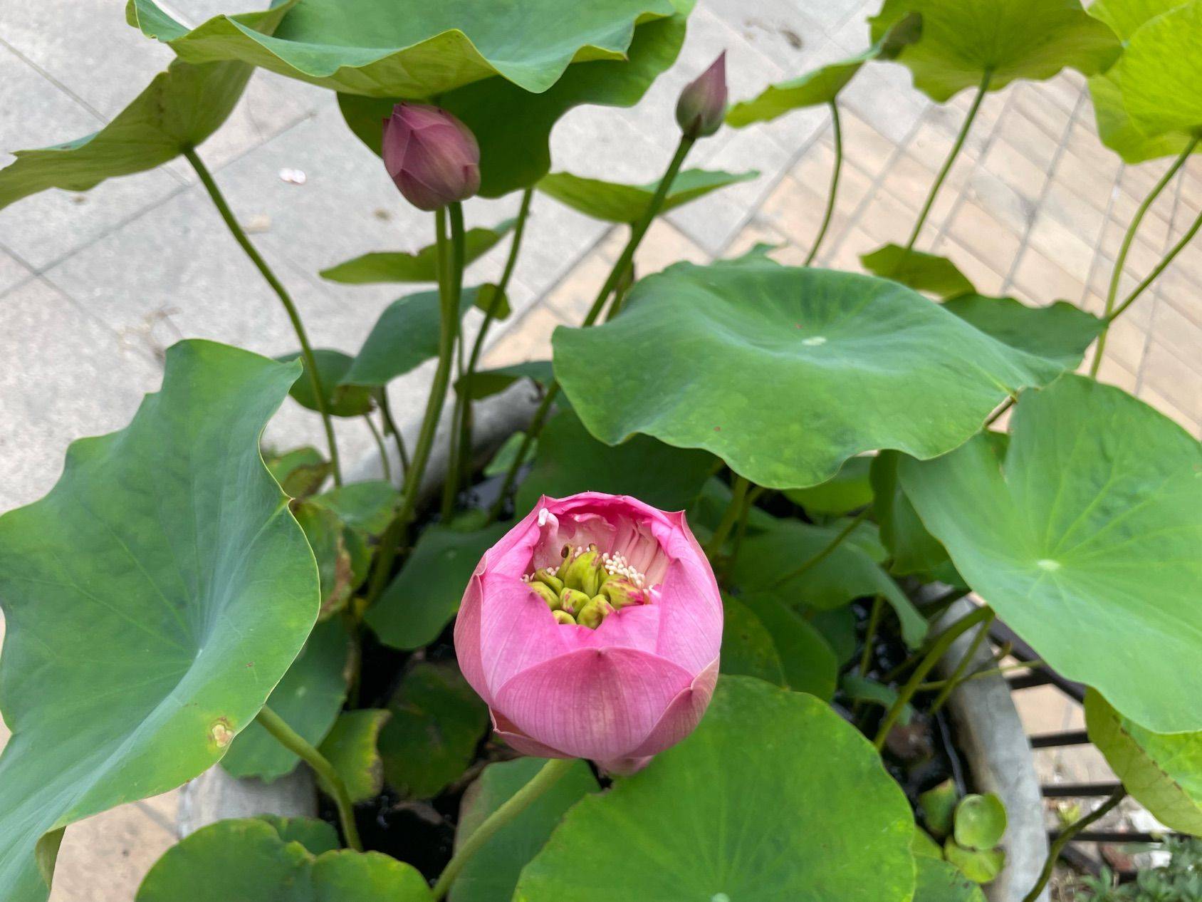 顾小军