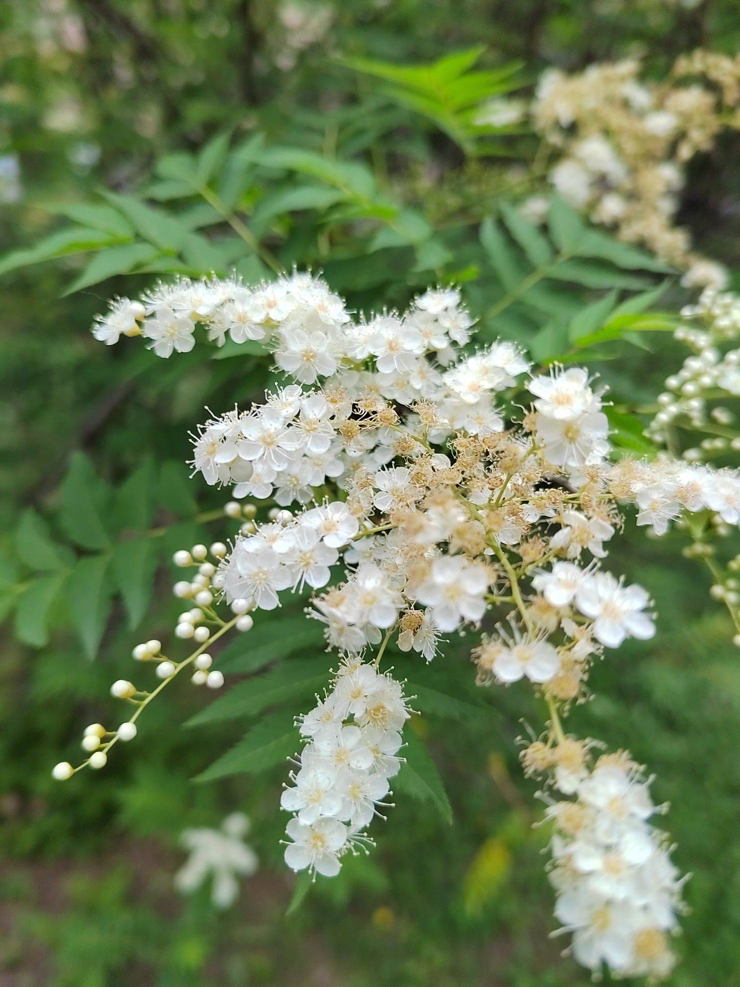 三月